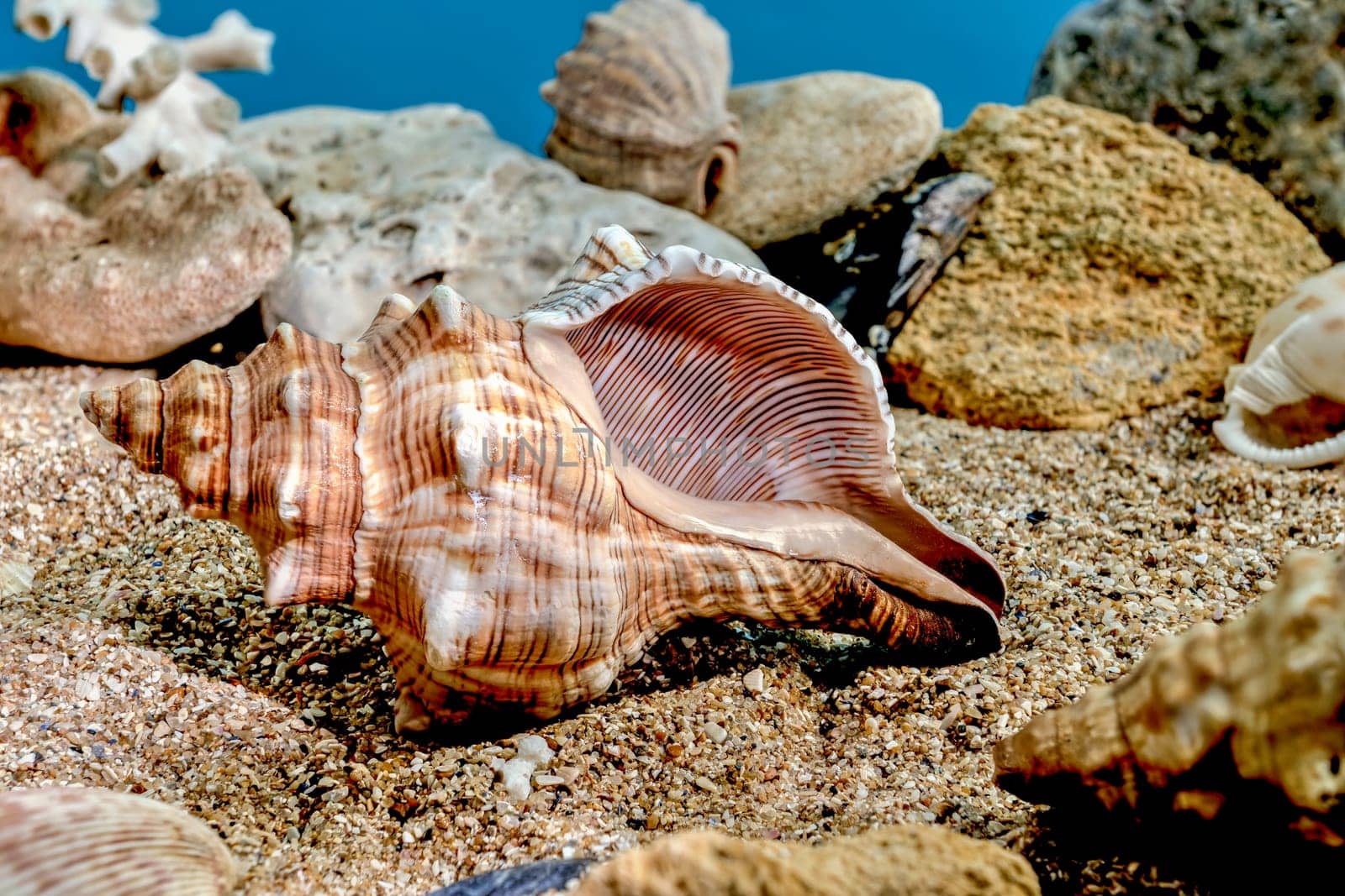 Trapezium fascilarium seashell underwater by Multipedia