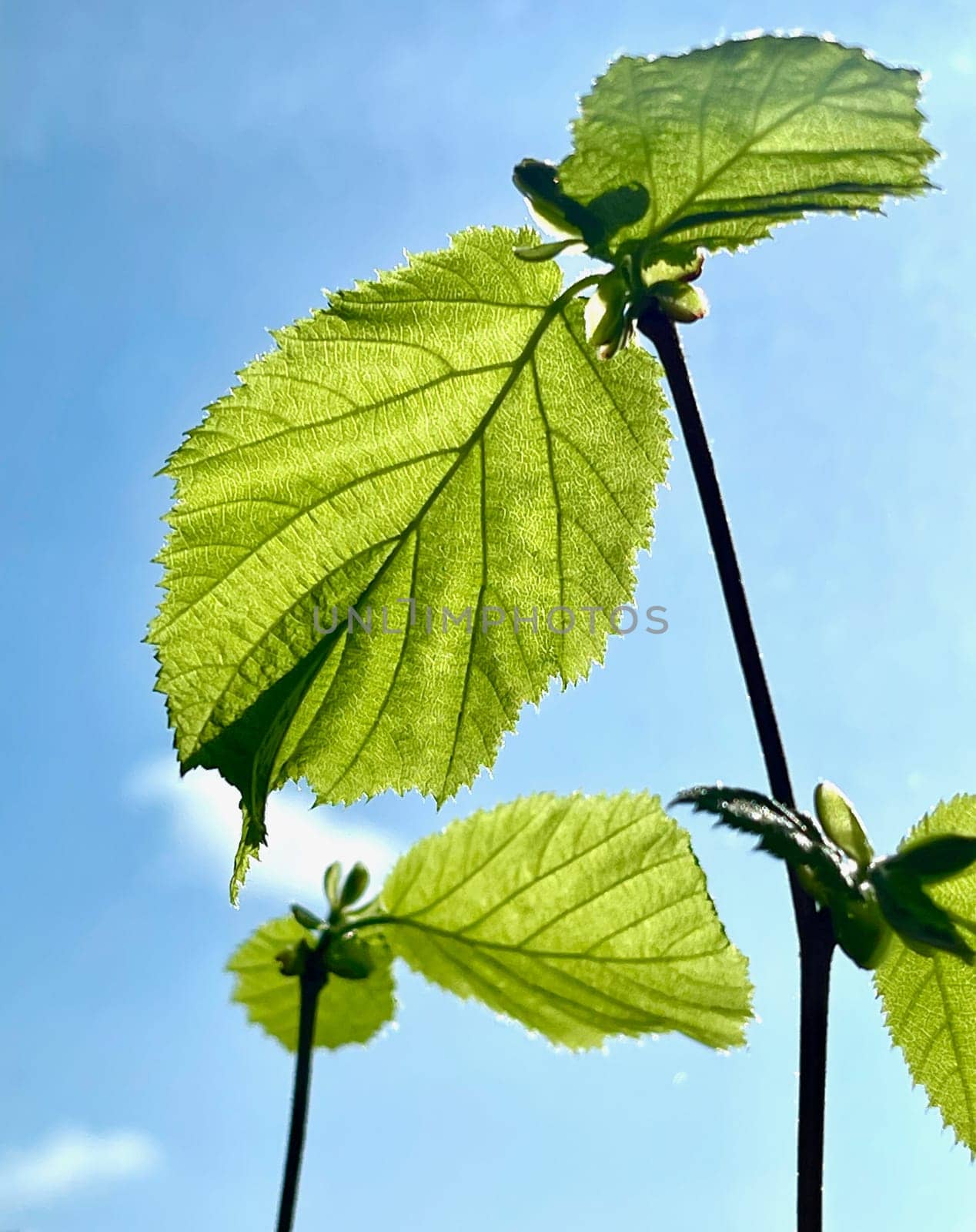 New green leaves on a linden branch. Young fresh foliage against a blue sky. Spring time. High quality photo