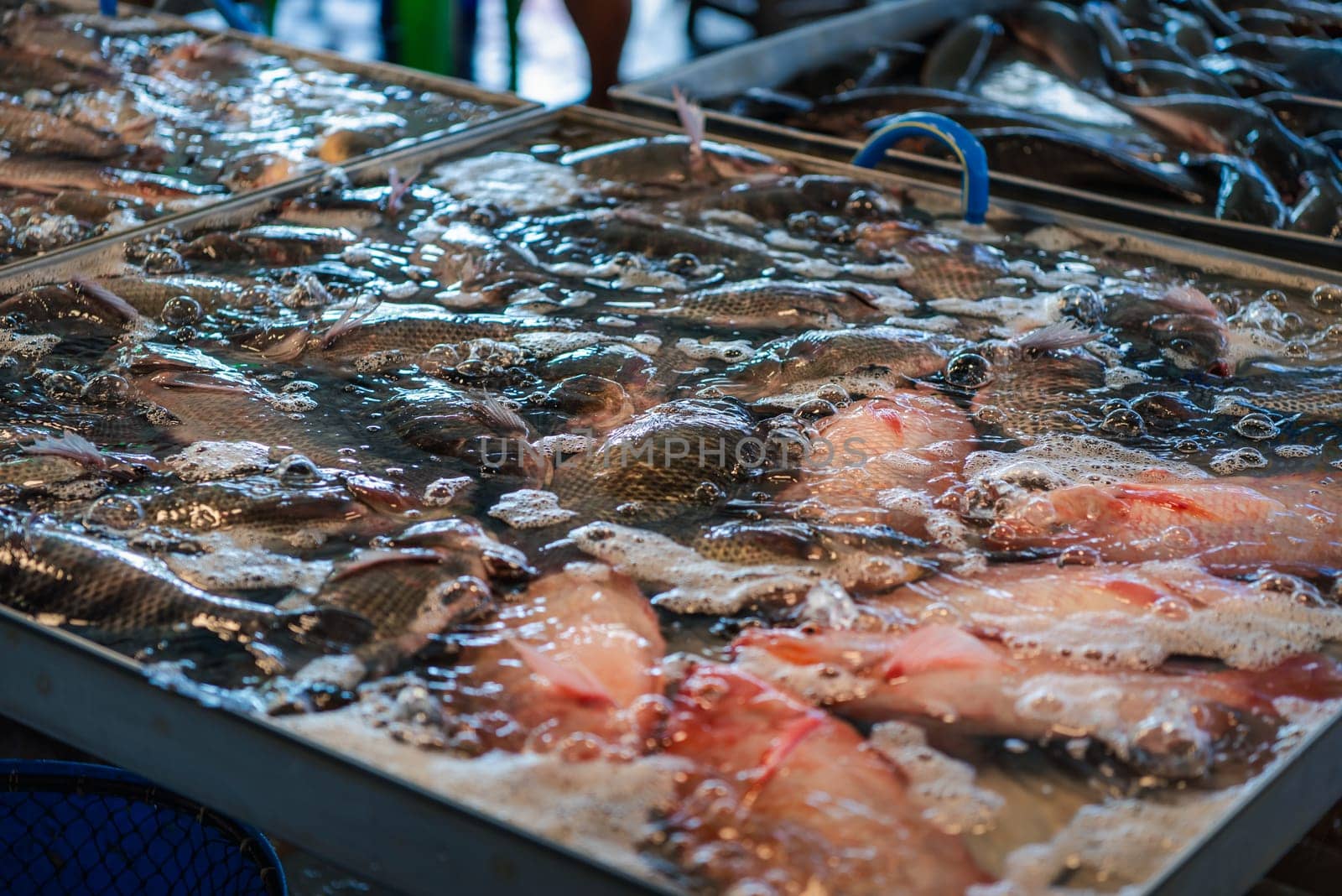 Whole fresh raw sea fishes variety premium grade for sale at seafood and fish market or Thai street food market