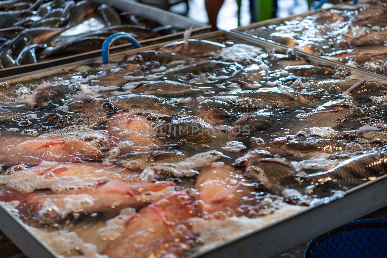 Whole fresh raw sea fishes variety premium grade for sale at seafood and fish market or Thai street food market