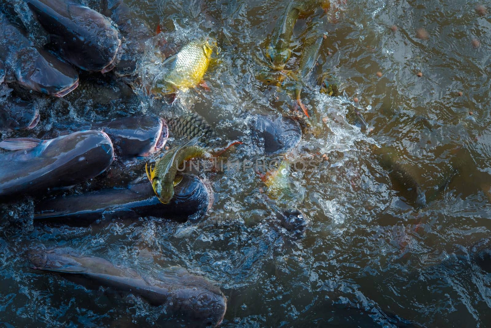 Crowd of freshwater fish scramble food in river by NongEngEng