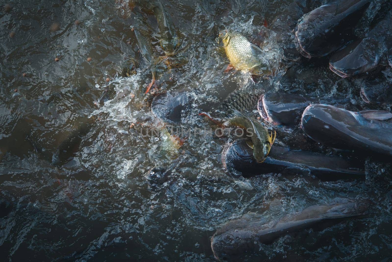 Crowd of freshwater fish scramble food in river by NongEngEng