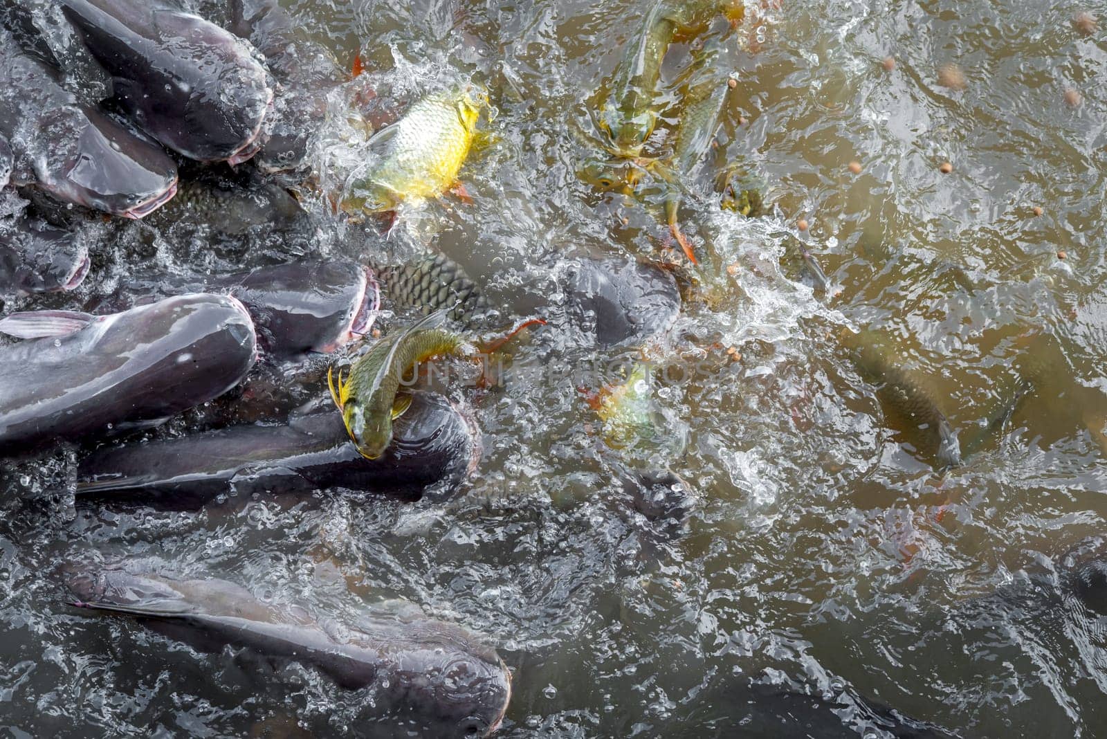 Crowd of freshwater fish scramble food in river by NongEngEng