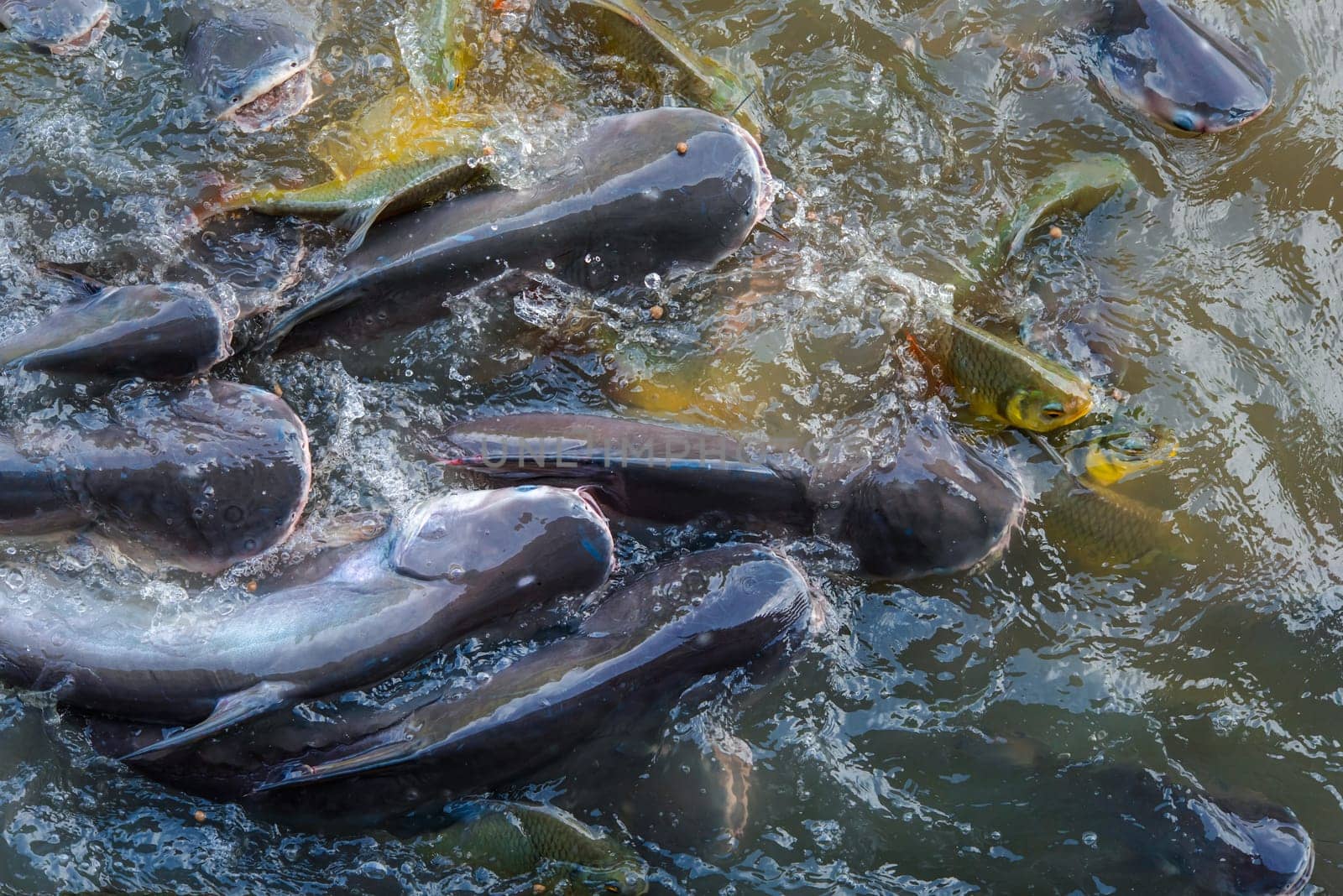 Crowd of many freshwater fish hungry such as catfish, snakehead fish, snake fish and other scramble for eat a food in river when feed