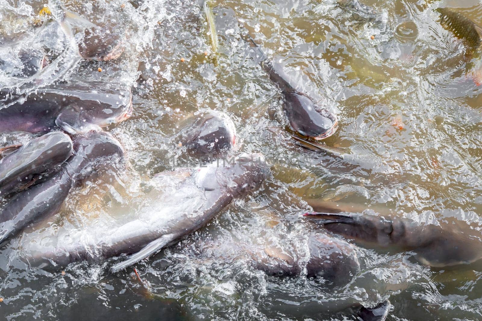 Crowd of freshwater fish scramble food in river by NongEngEng