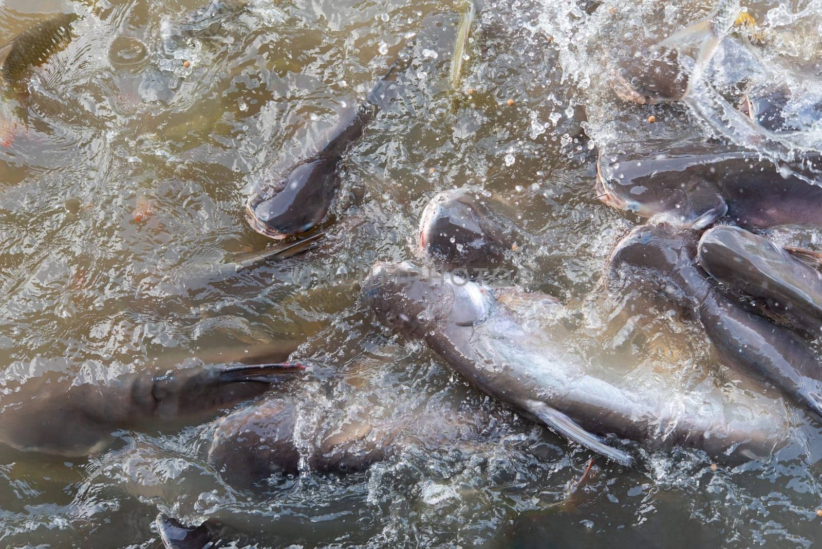 Crowd of many freshwater fish hungry such as catfish, snakehead fish, snake fish and other scramble for eat a food in river when feed