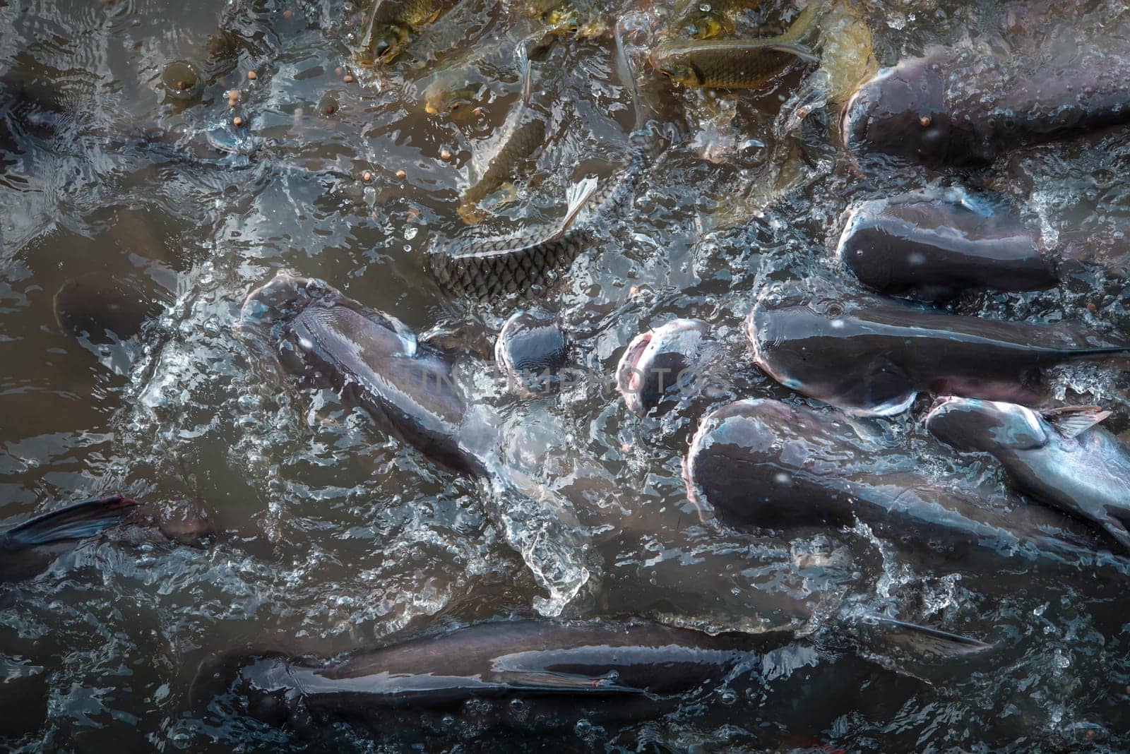 Crowd of freshwater fish scramble food in river by NongEngEng