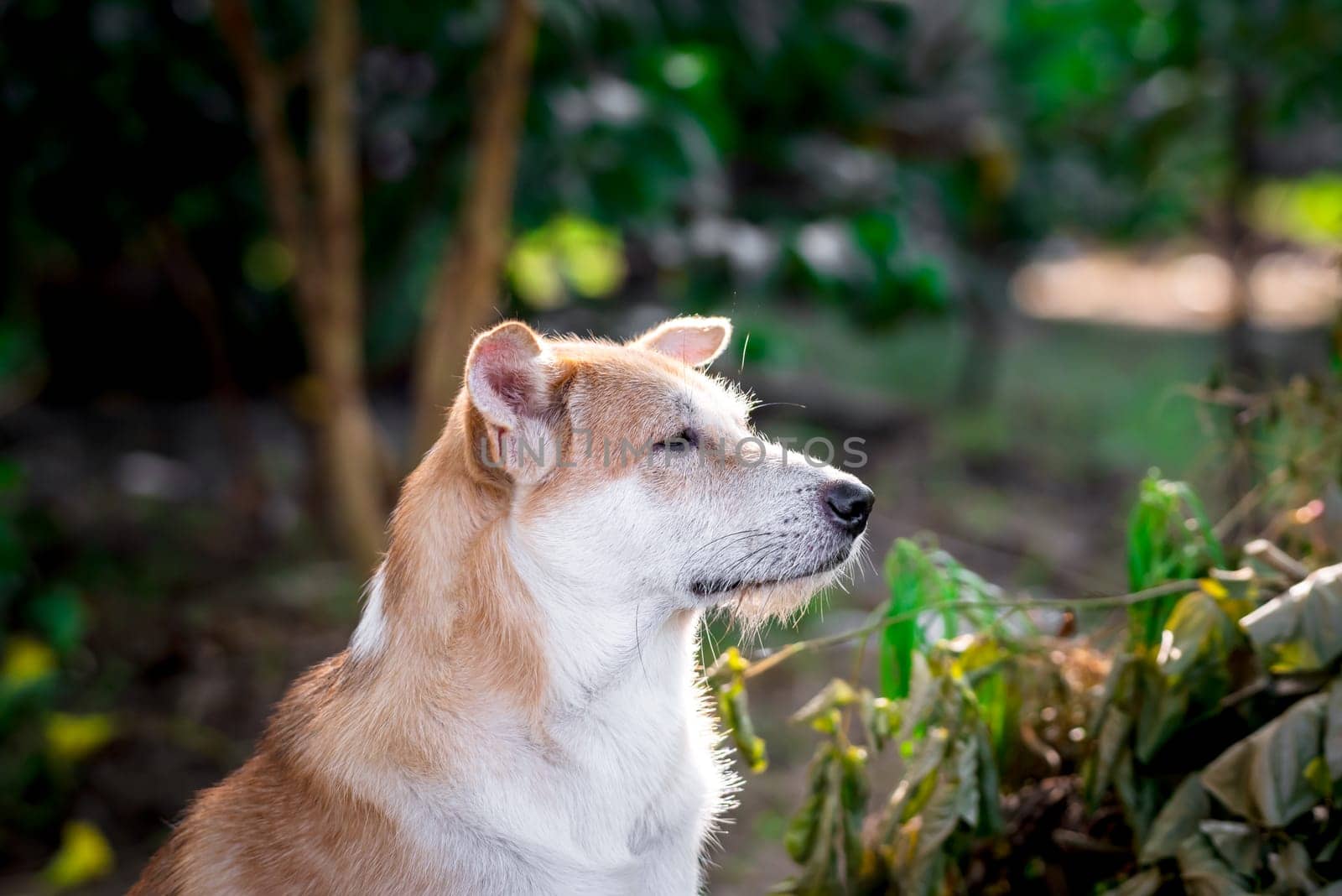 Thai brown stray dog is a animal type mammal and pet so cute playing at beautiful nature garden or farm and looking at something with joy and happy