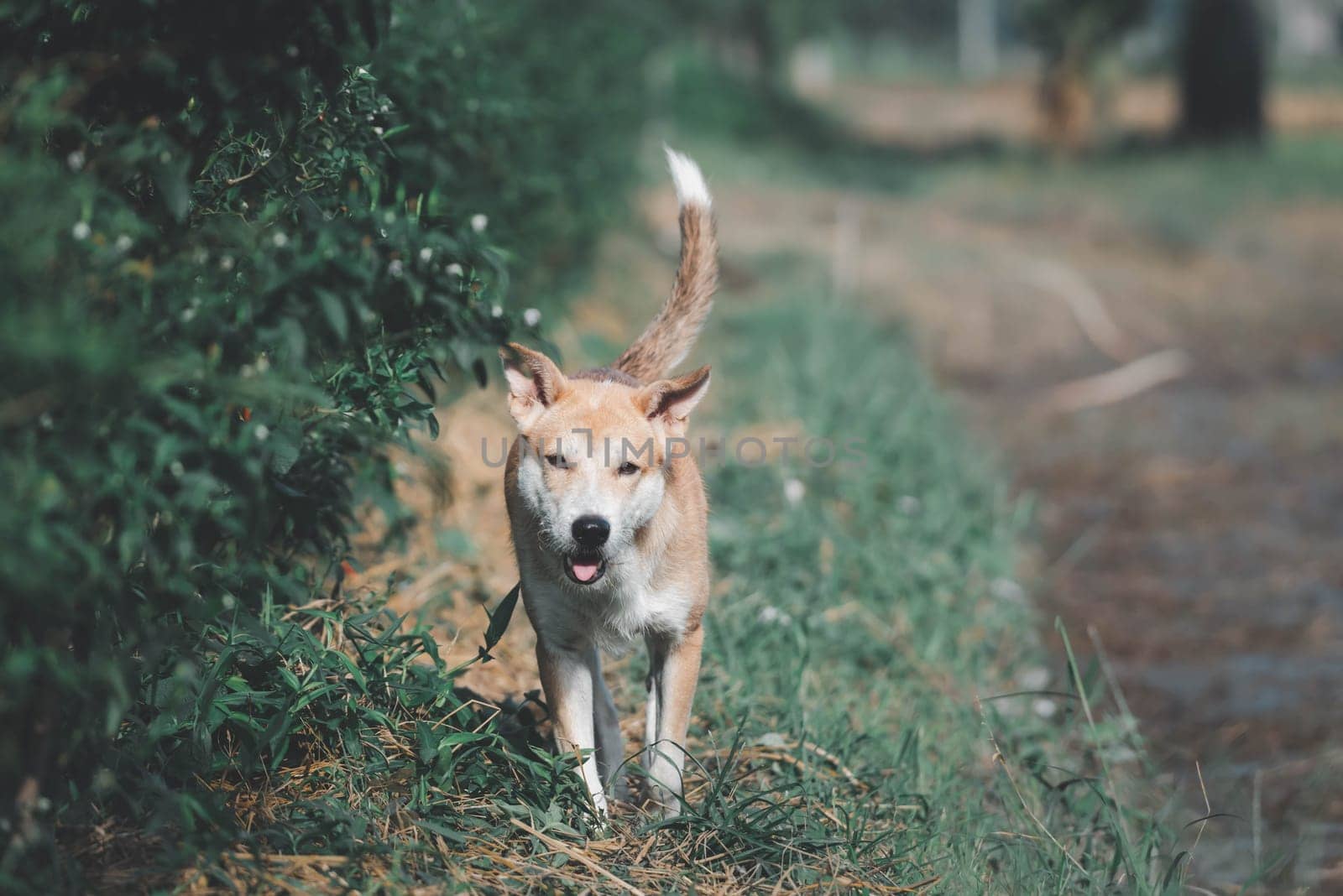 Thai brown stray dog playing with joy and happy by NongEngEng