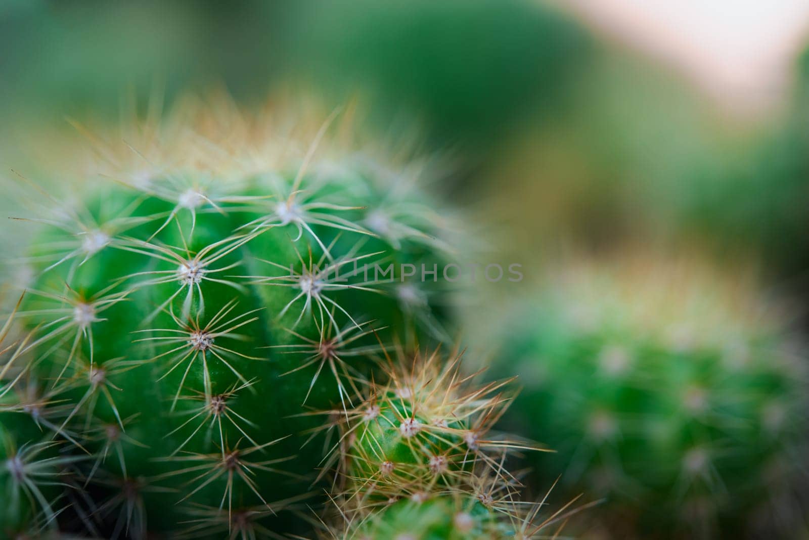 Cactus and Cactus flowers popular for decorative by PongMoji