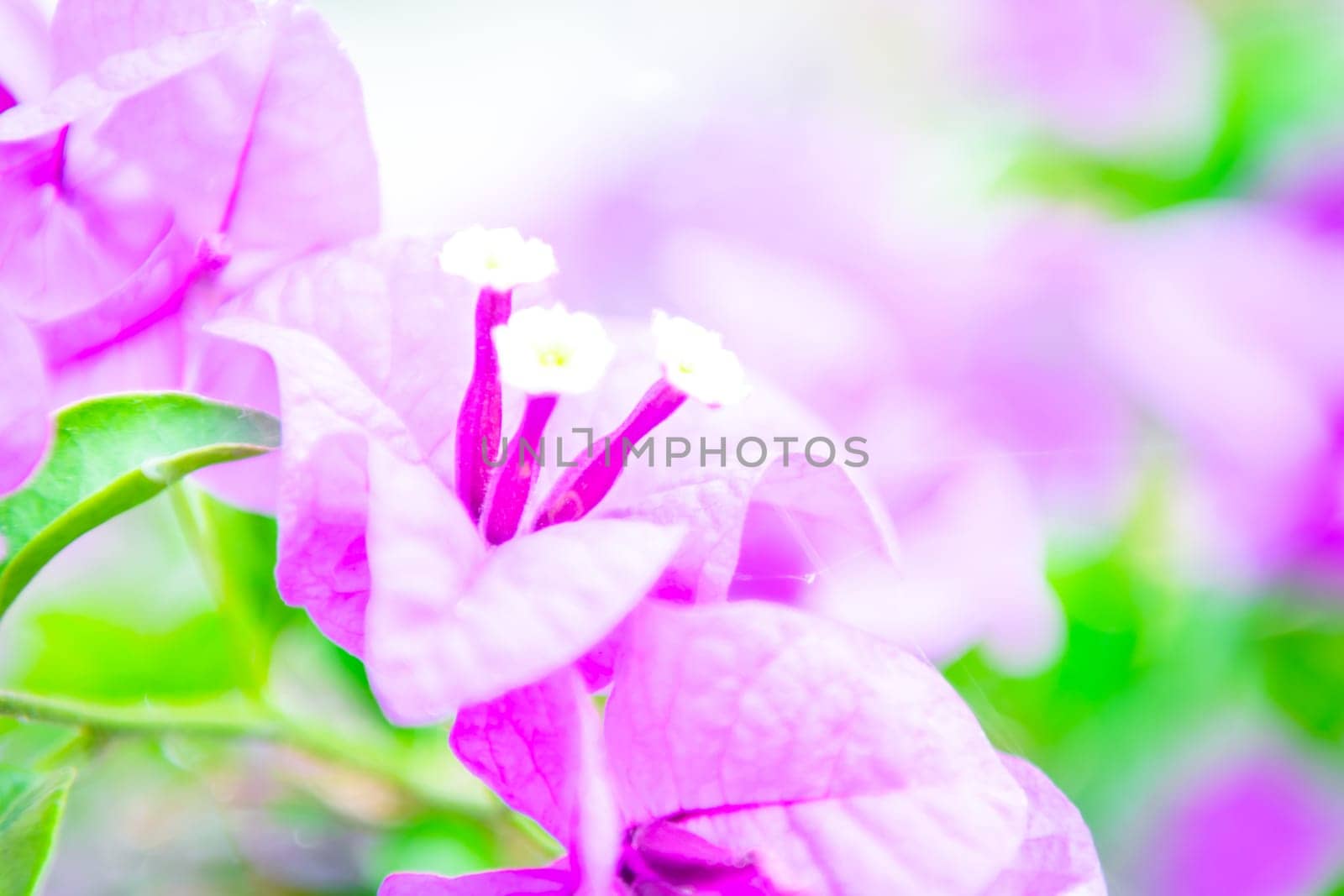 Flower purple or violet color in garden by NongEngEng