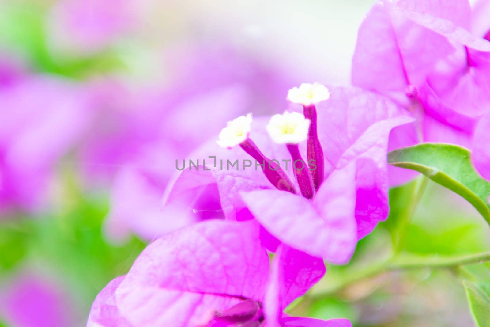 Flower purple or violet color in garden by NongEngEng