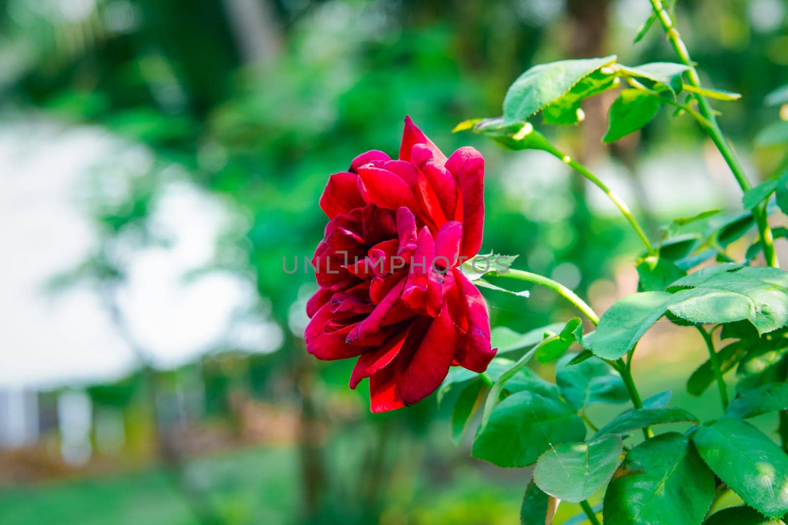 Rose flower red color in garden Valentine's Day by NongEngEng