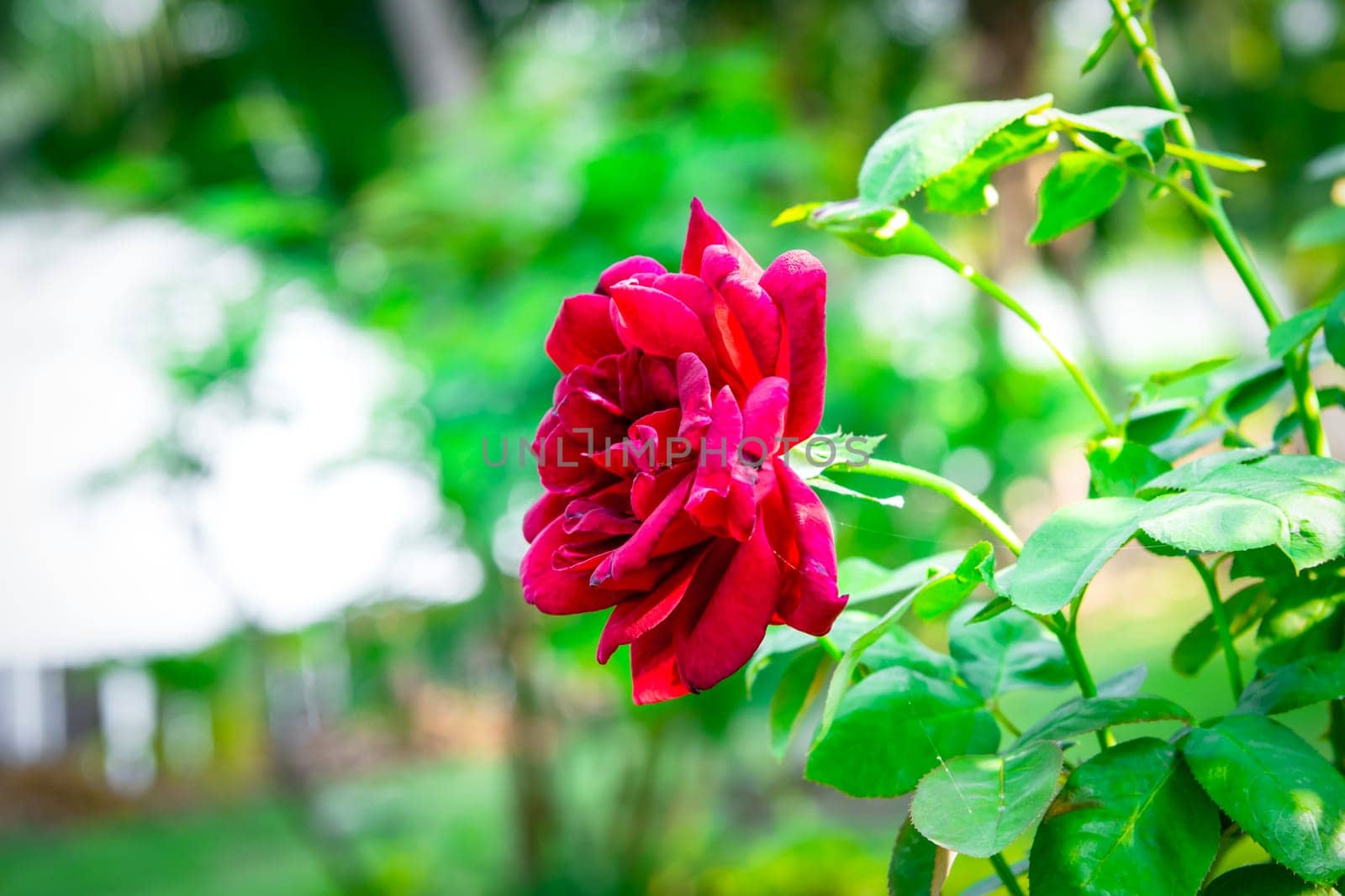 Rose flower red color nature beautiful flowers from the garden for valentines in garden with copy space in Valentine's Day, Wedding or Romantic Love Valentine concept