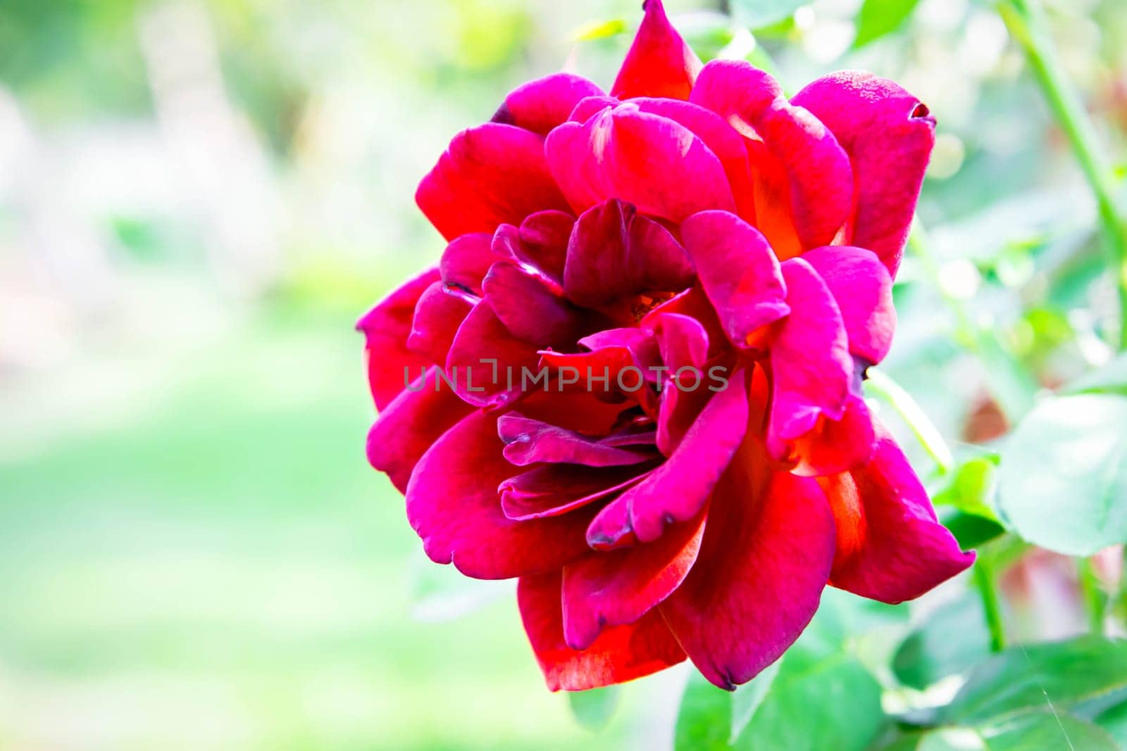 Rose flower red color in garden Valentine's Day by NongEngEng