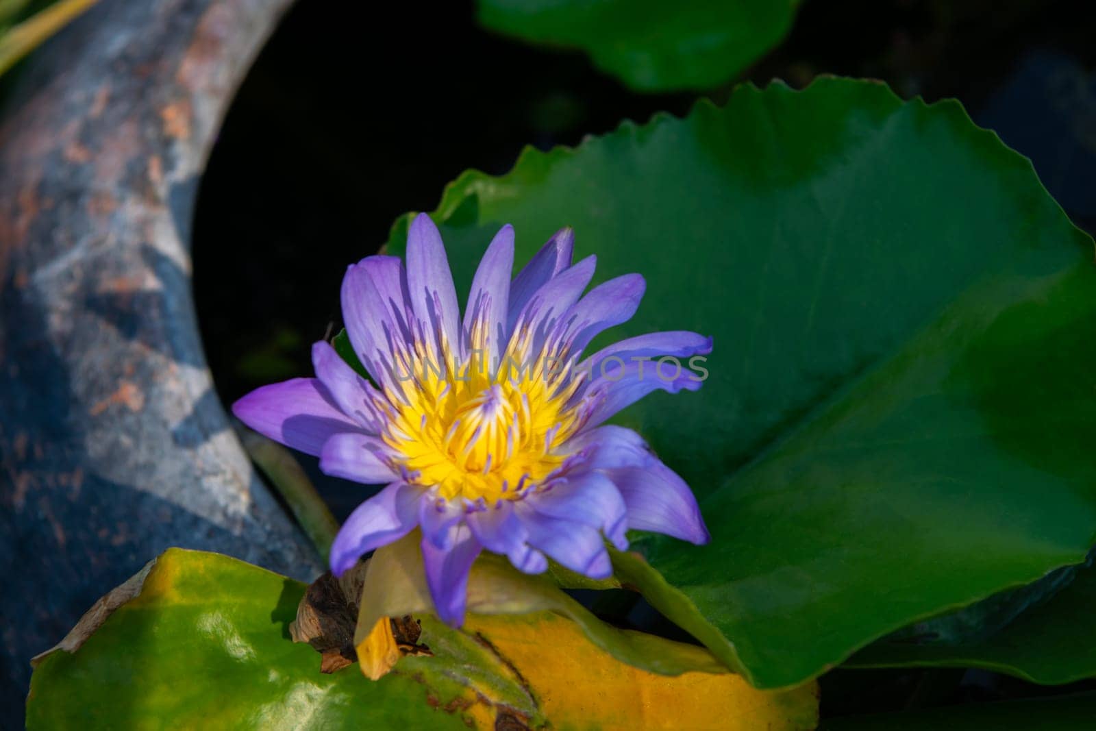 Lotus flower (Lotus, Water-lily, Tropical water-lily or Nymphaea nouchali) white and purple color, Naturally beautiful flowers in the garden