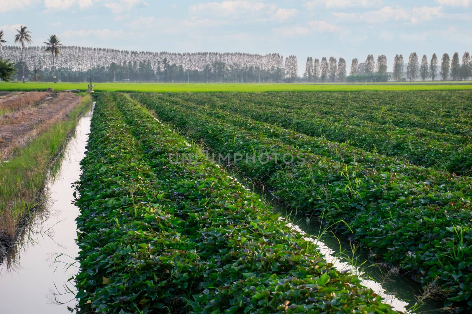 Nature of sweet potatoes plantation or yam farming on rural land green color lush growing is a agriculture in asia