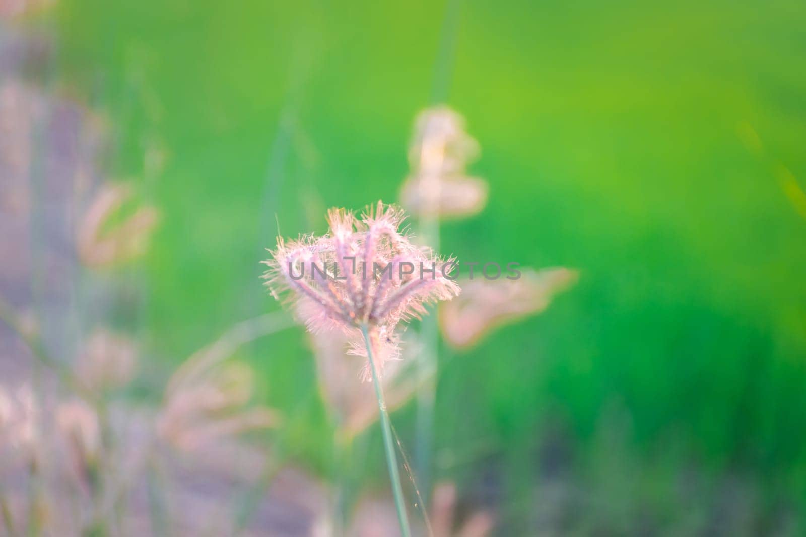 Nature of grass field, flower grass with sunlight by NongEngEng