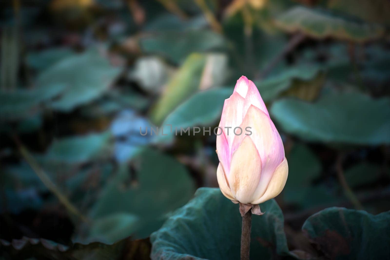 Lotus flower (Lotus or Nelumbo) by NongEngEng