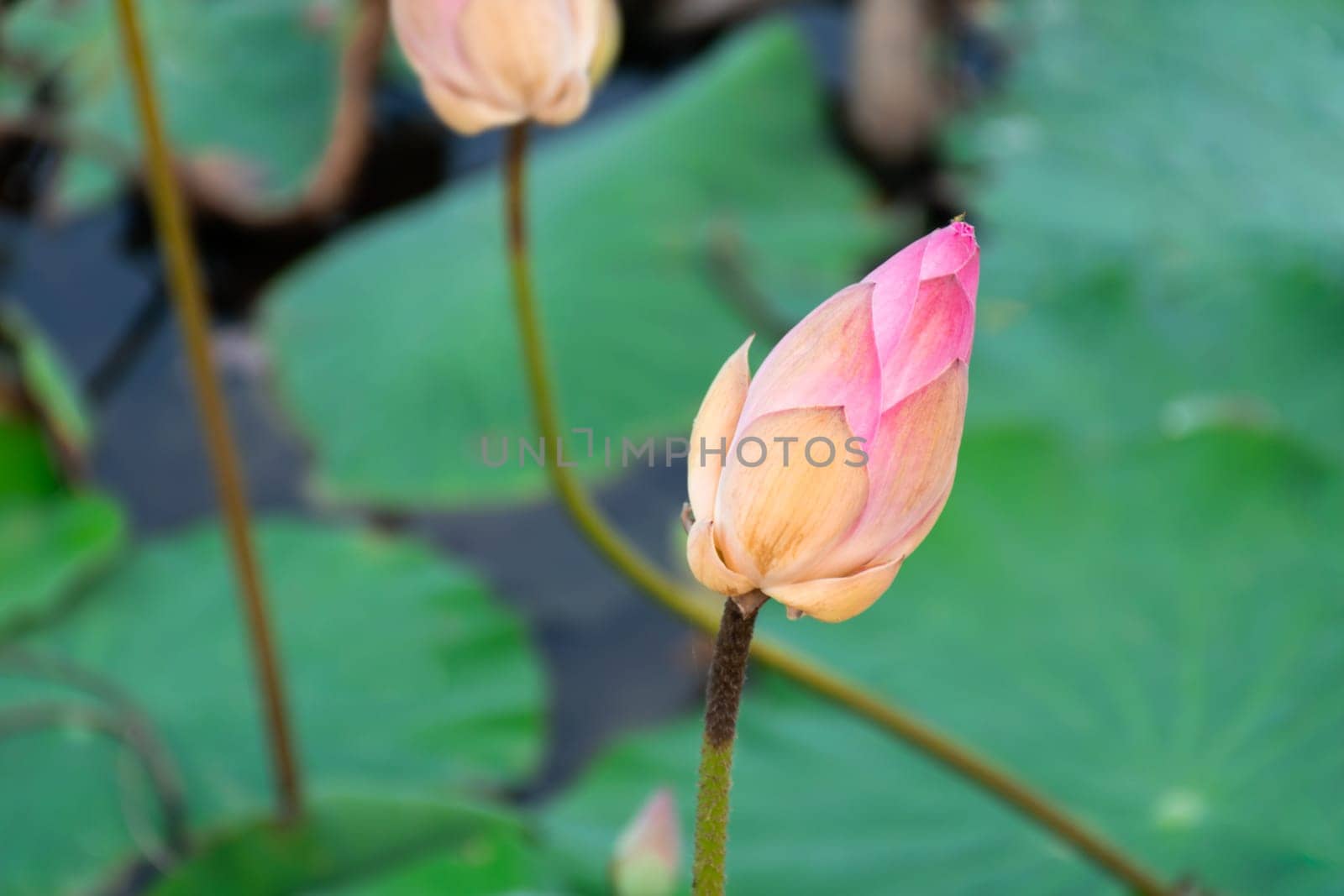 Lotus flower (Lotus or Nelumbo) purple, violet, white and pink color, Naturally beautiful flowers in the garden