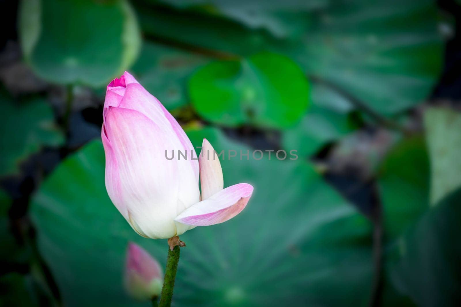 Lotus flower (Lotus or Nelumbo) purple, violet, white and pink color, Naturally beautiful flowers in the garden