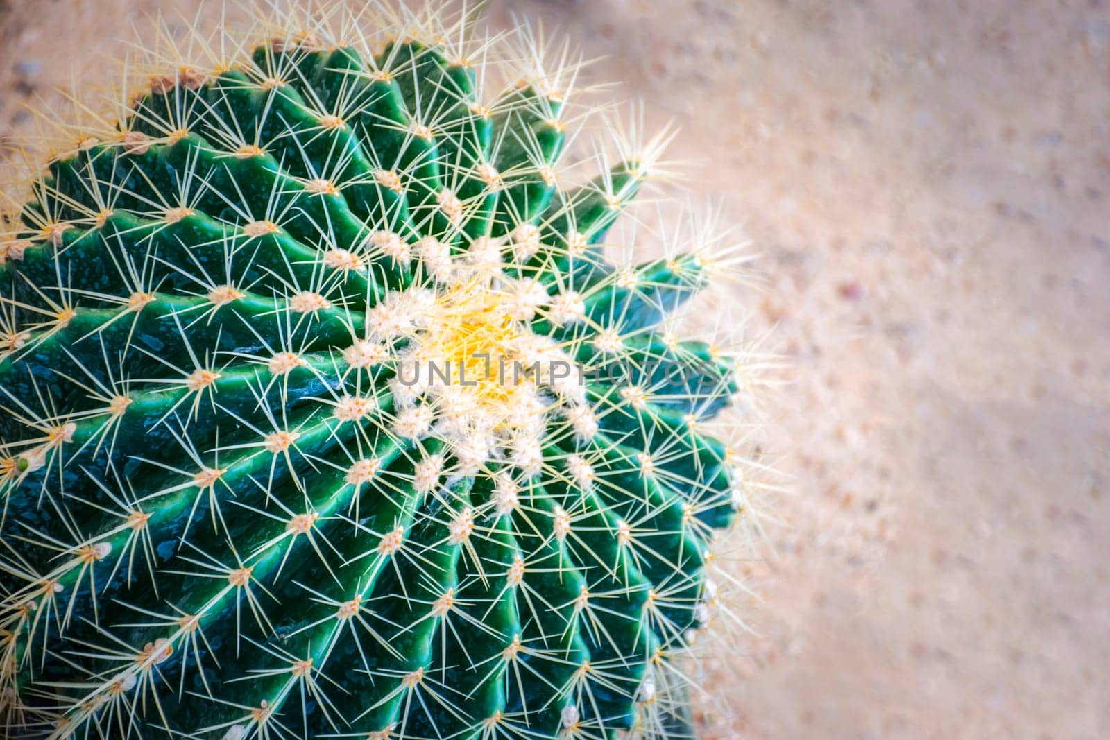 Cactus and Cactus flowers popular for decorative by NongEngEng