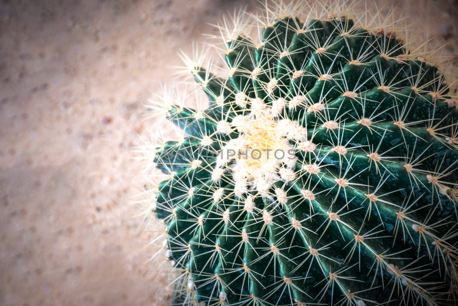 Cactus and Cactus flowers popular for decorative by NongEngEng