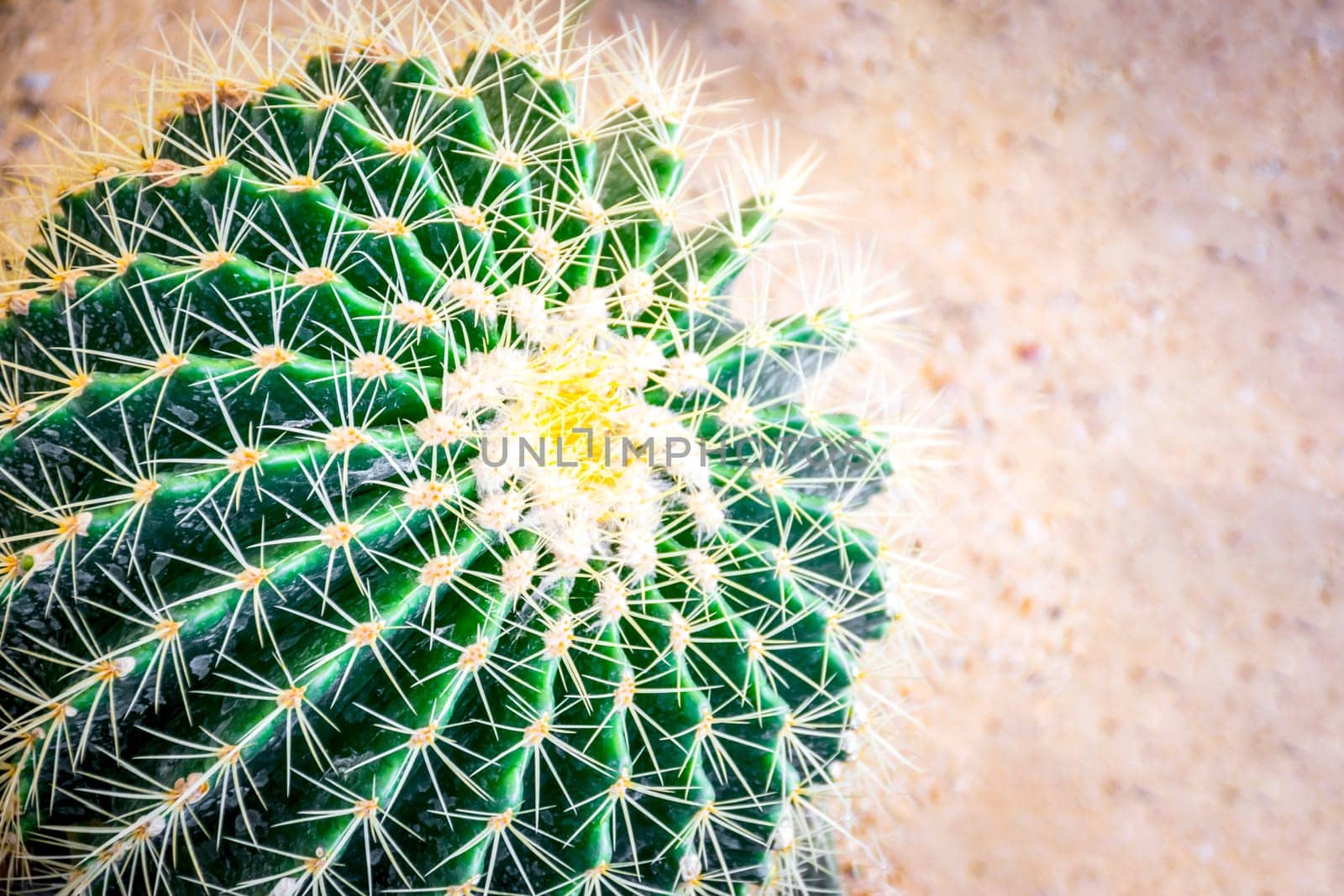 Cactus and Cactus flowers popular for decorative by NongEngEng