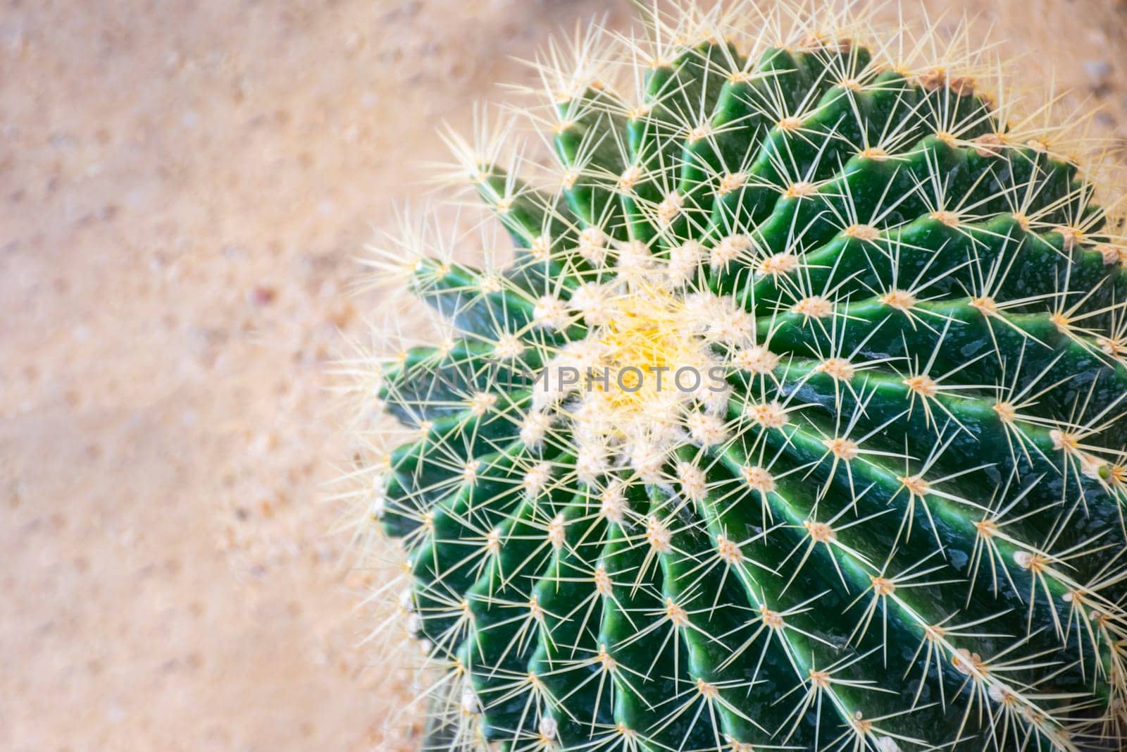 Cactus and Cactus flowers popular for decorative by NongEngEng