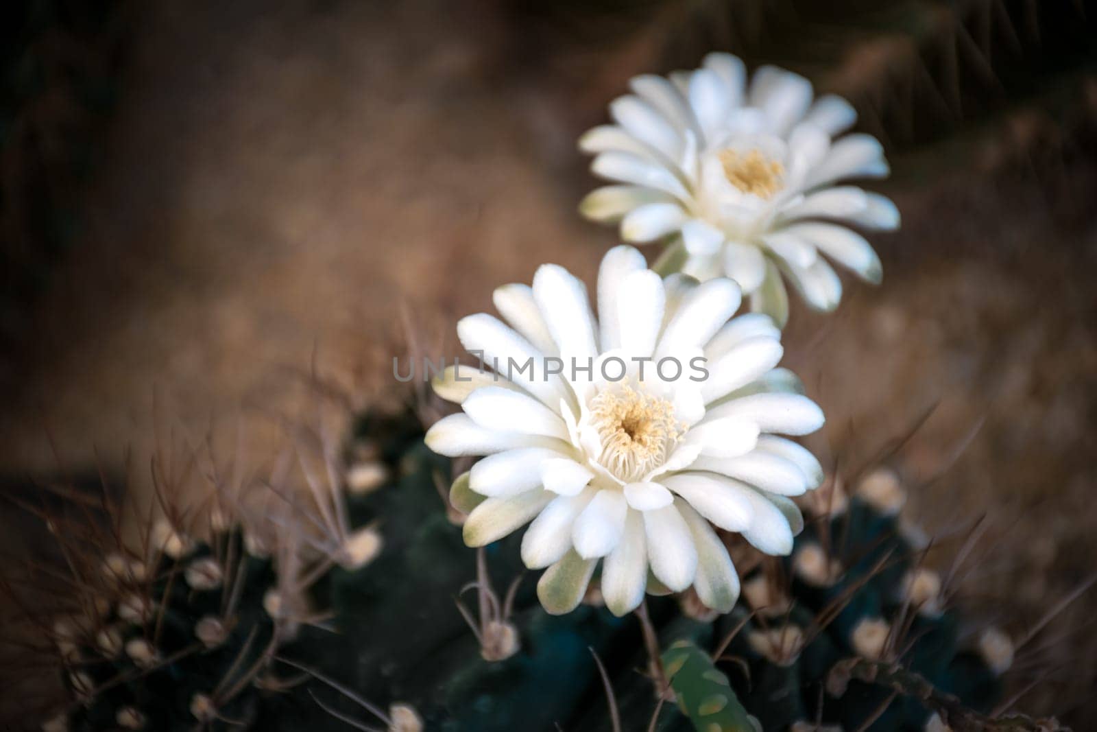 Cactus (Gymno ,Gymnocalycium) and Cactus flowers in cactus garden many size and colors popular use for decorative in house or flower shop