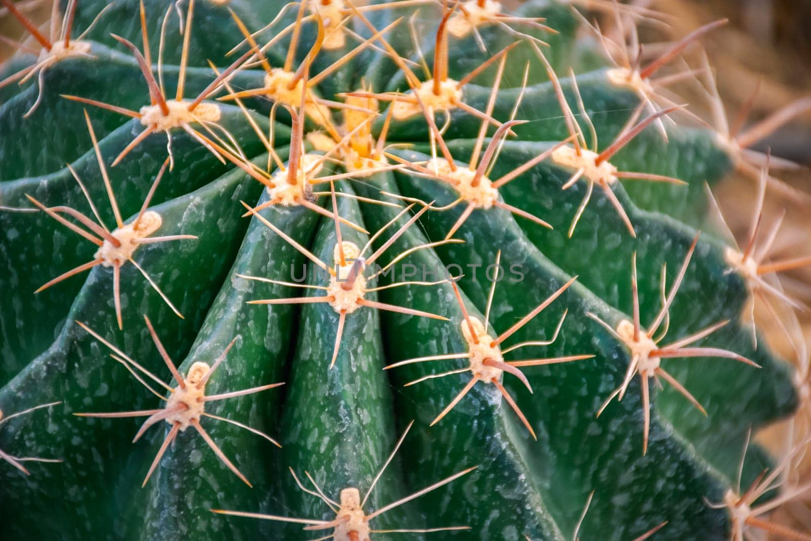 Cactus (Gymno ,Gymnocalycium) and Cactus flowers in cactus garden many size and colors popular use for decorative in house or flower shop