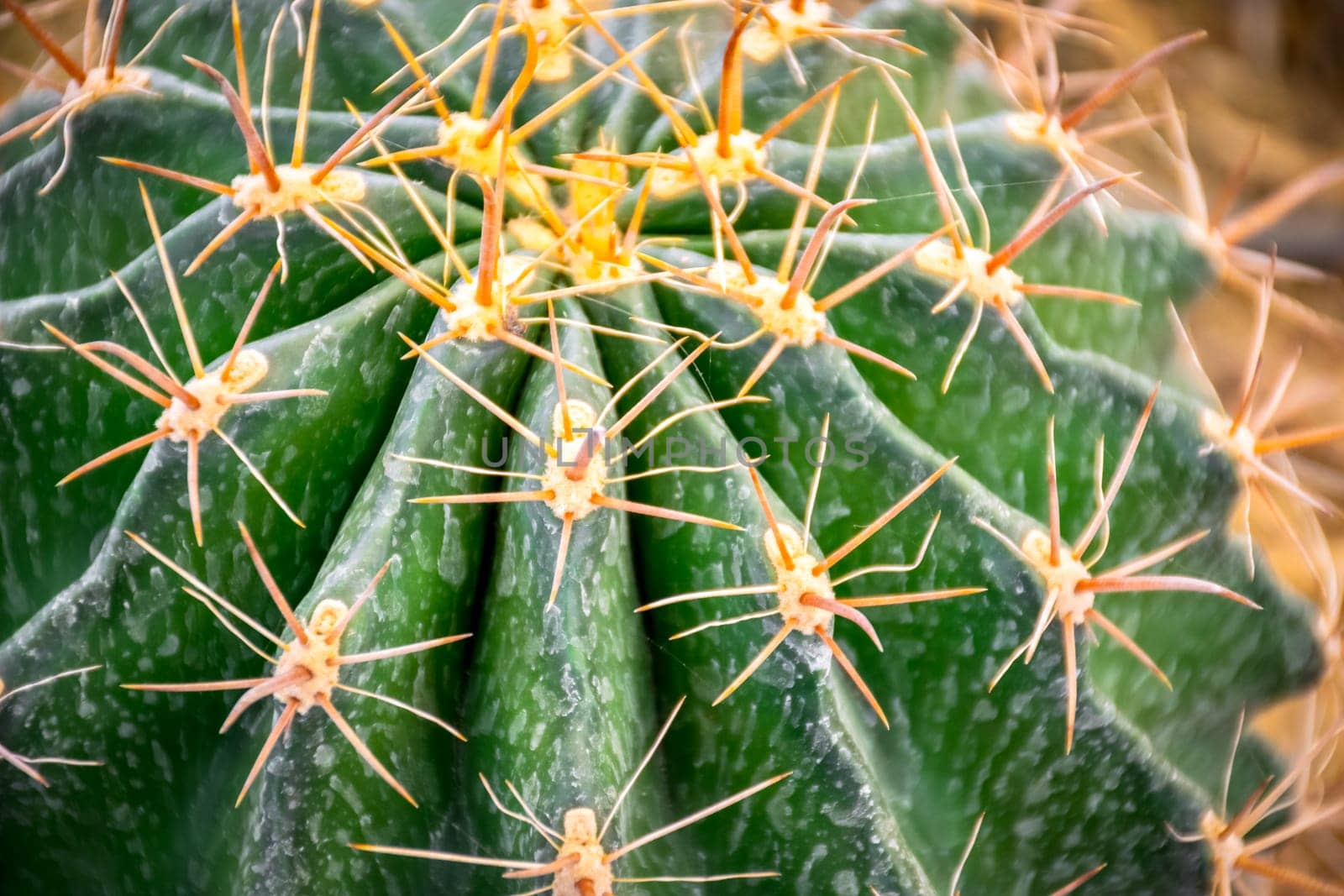 Cactus and Cactus flowers popular for decorative by NongEngEng