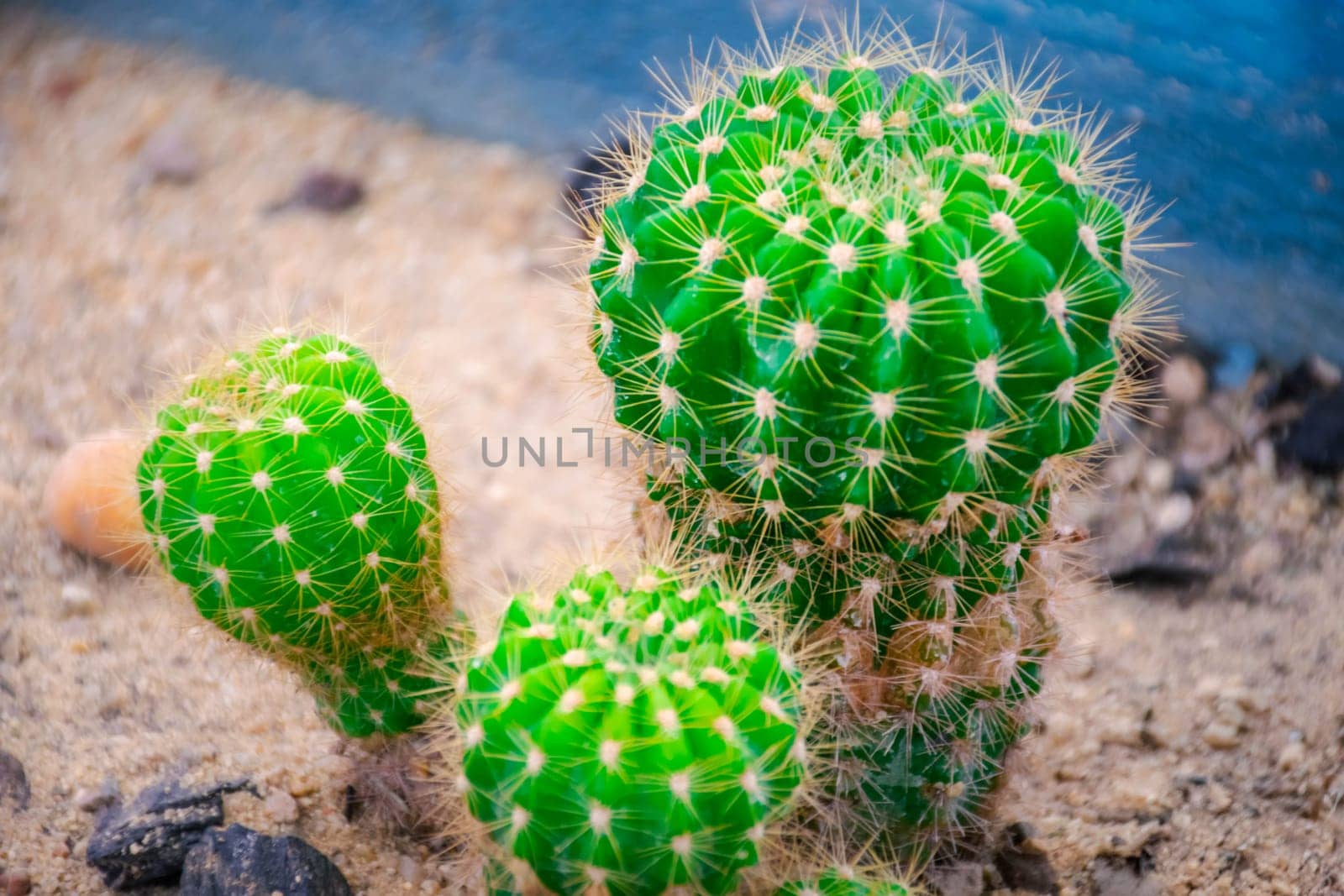 Cactus and Cactus flowers popular for decorative by NongEngEng