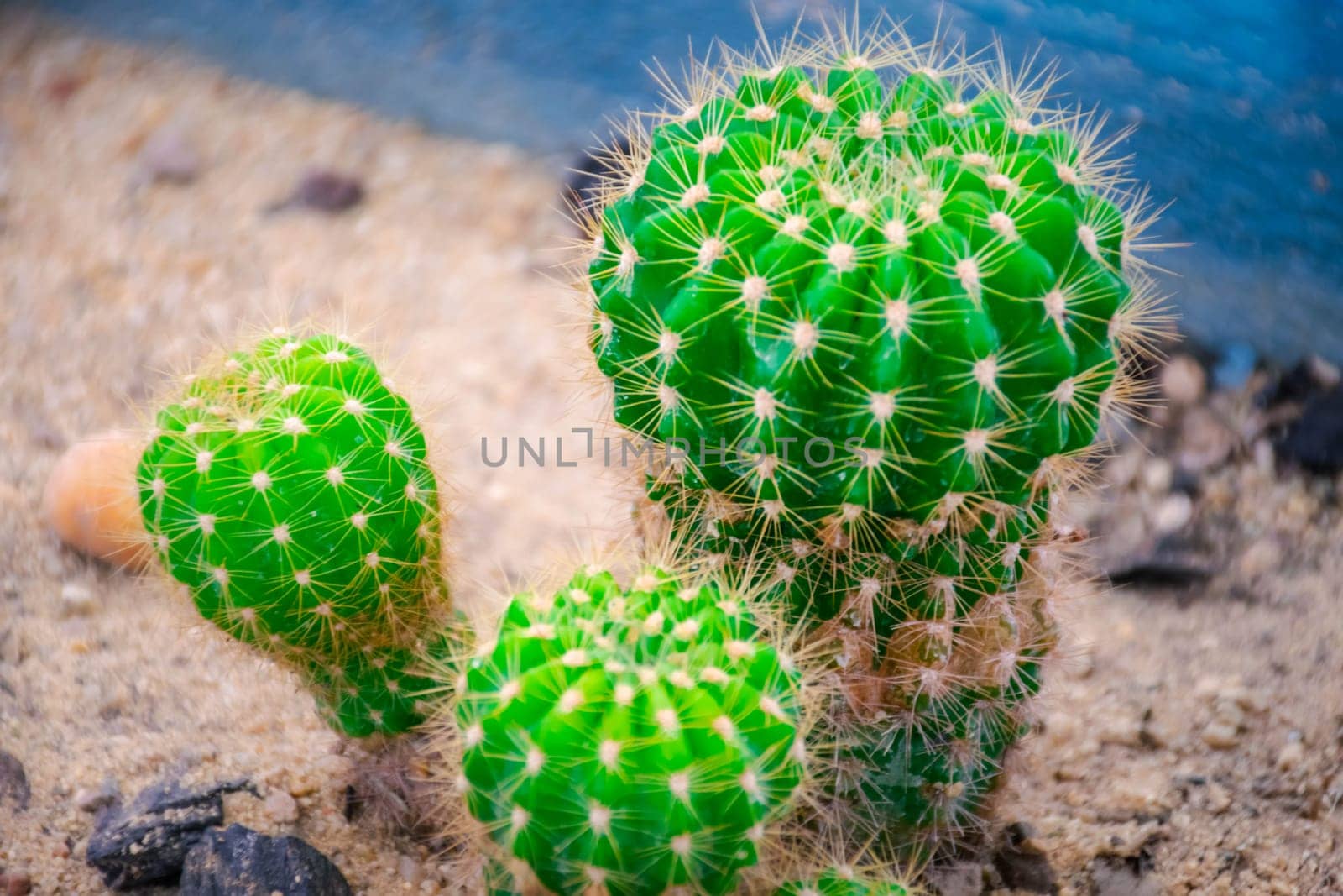 Cactus (Gymno ,Gymnocalycium) and Cactus flowers in cactus garden many size and colors popular use for decorative in house or flower shop