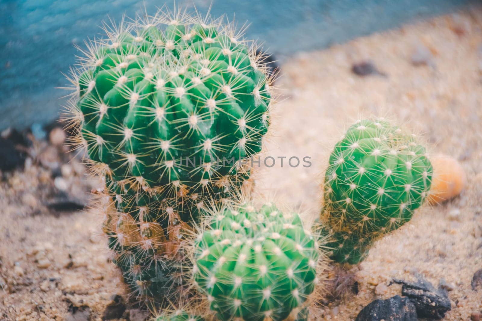 Cactus and Cactus flowers popular for decorative by NongEngEng