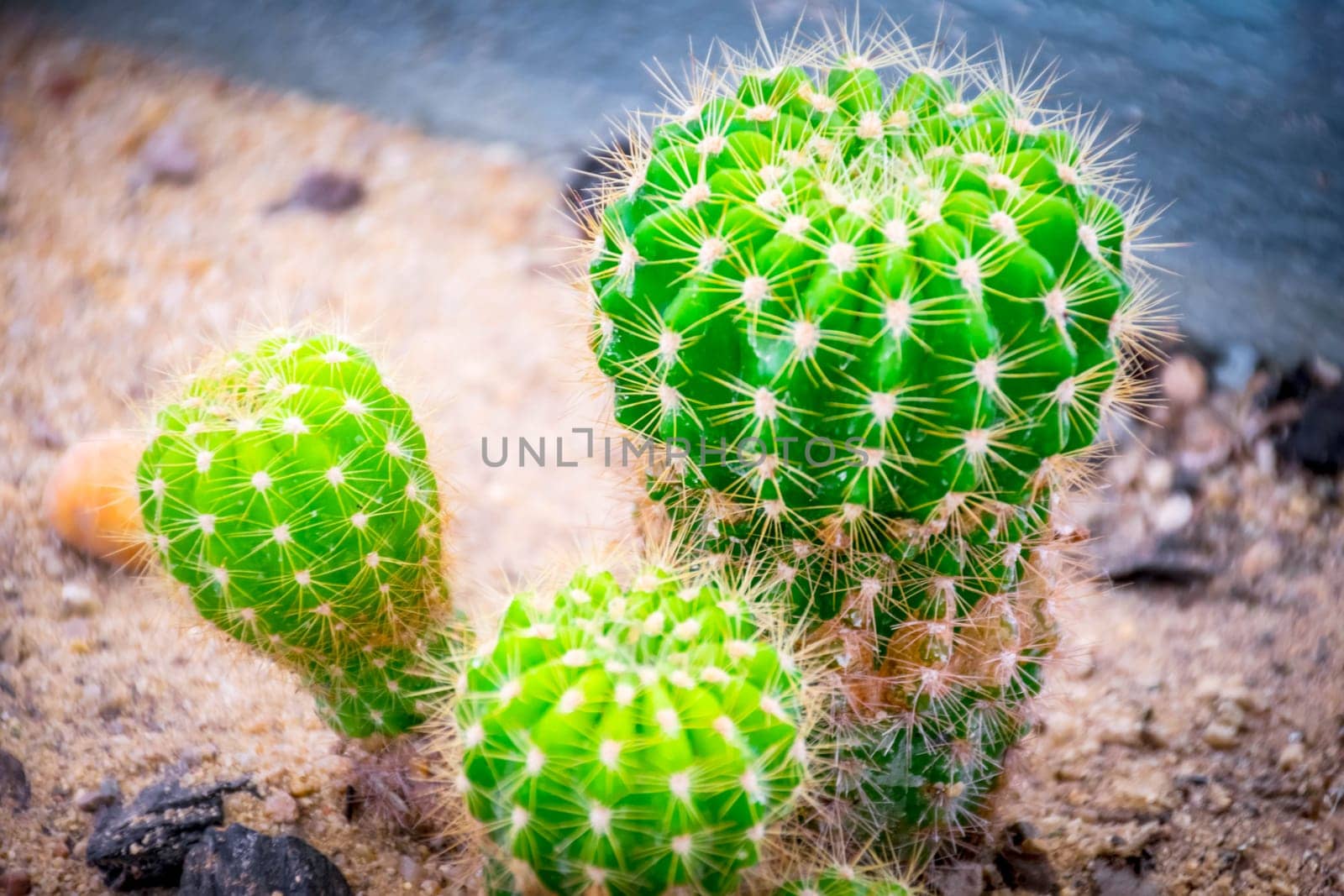 Cactus and Cactus flowers popular for decorative by NongEngEng