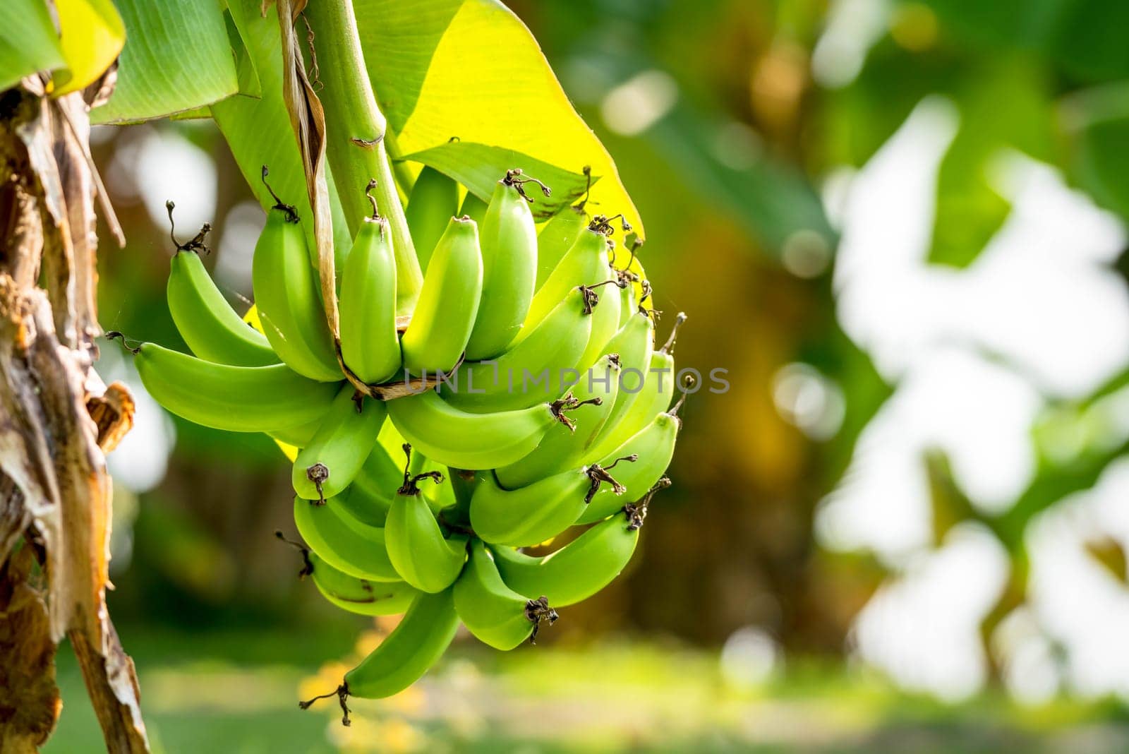 Greenery background, green color of nature plant and leaf environment greenery concept (Banana)