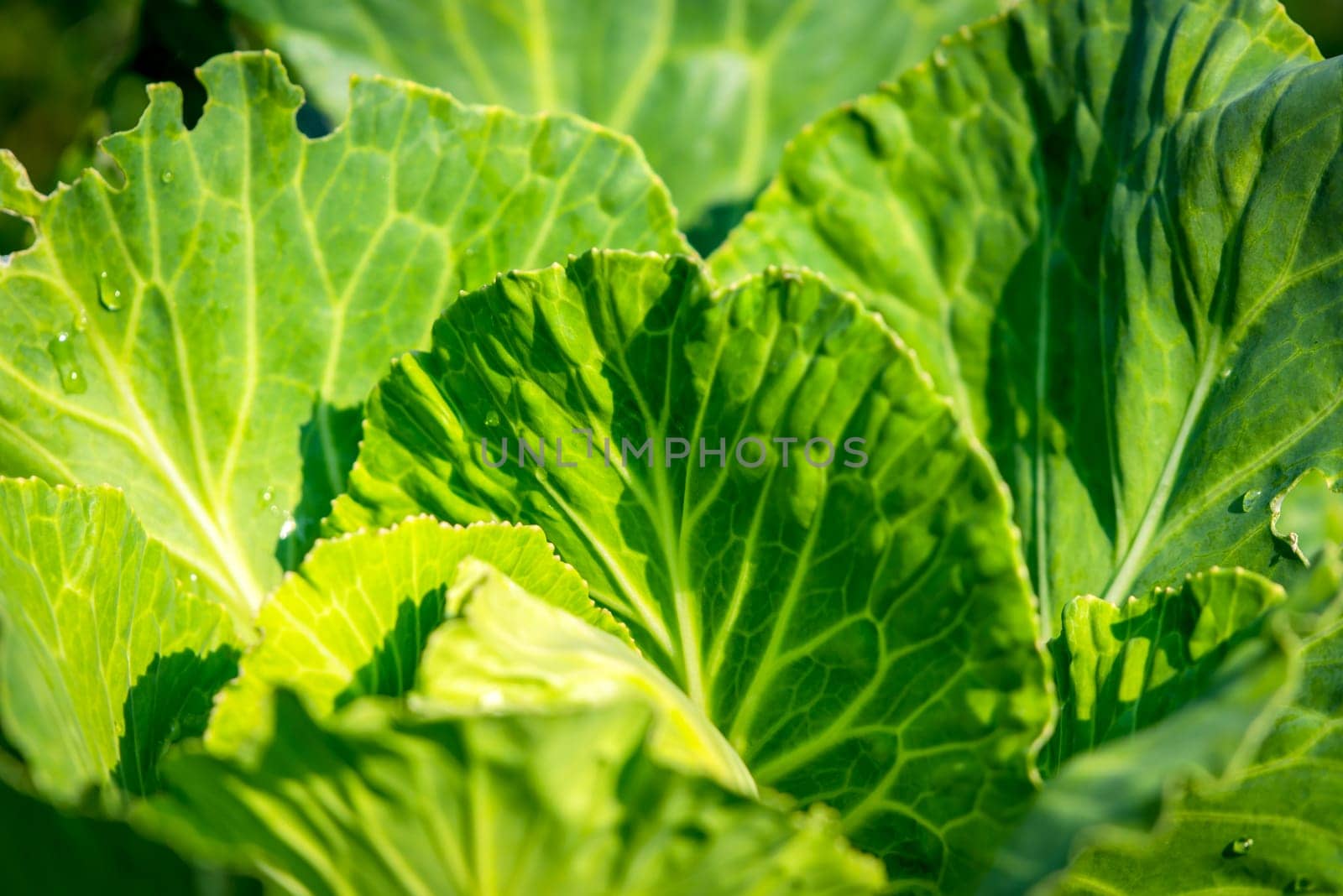 Greenery background of nature plant and leaf by PongMoji