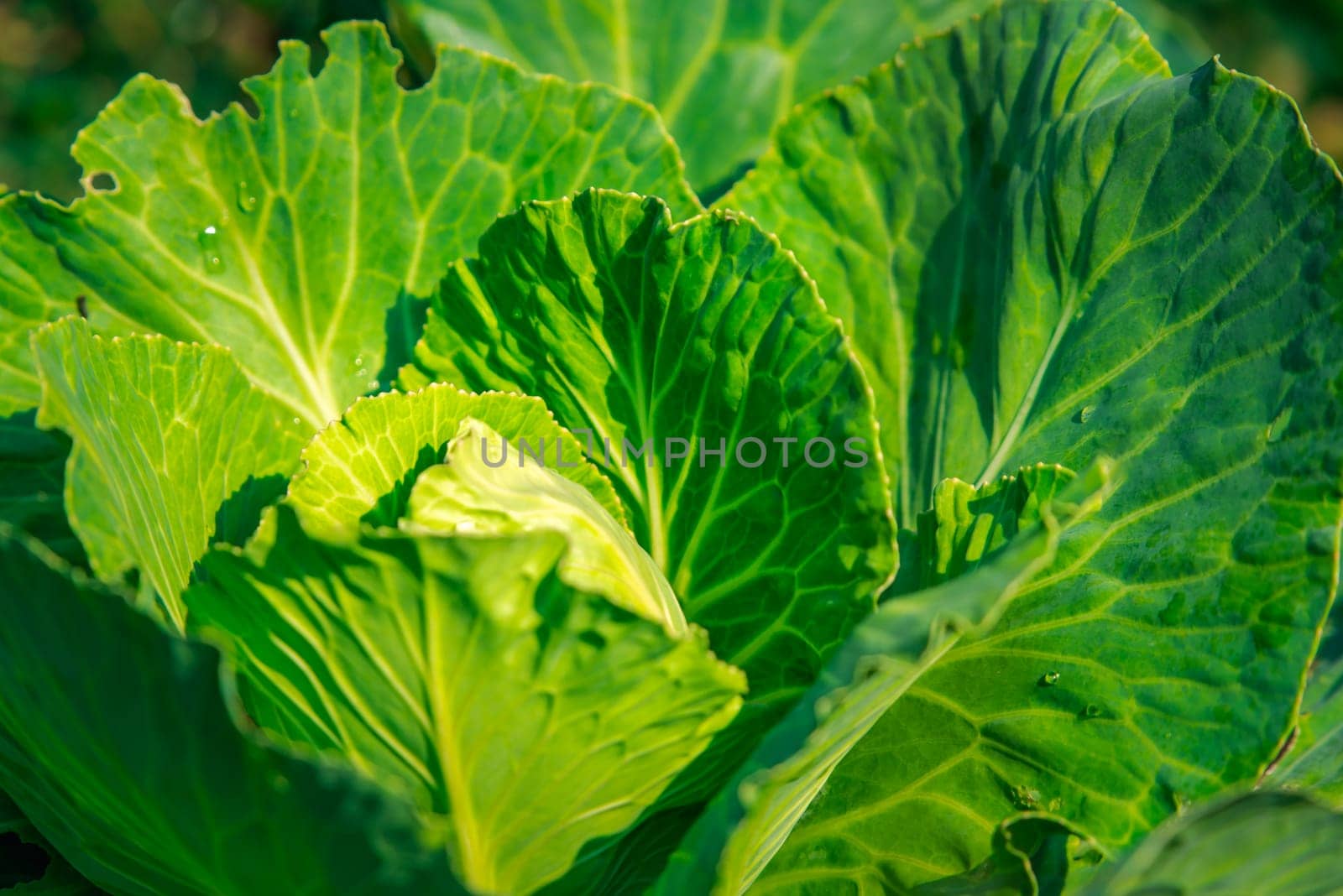 Greenery background, green color of nature plant and leaf environment greenery concept