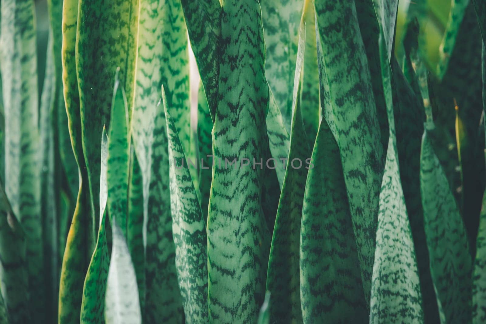 Greenery background of nature plant and leaf by PongMoji