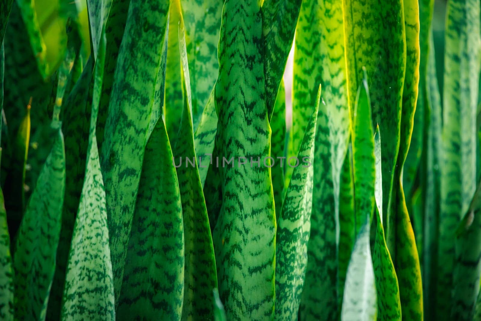 Greenery background of nature plant and leaf by PongMoji