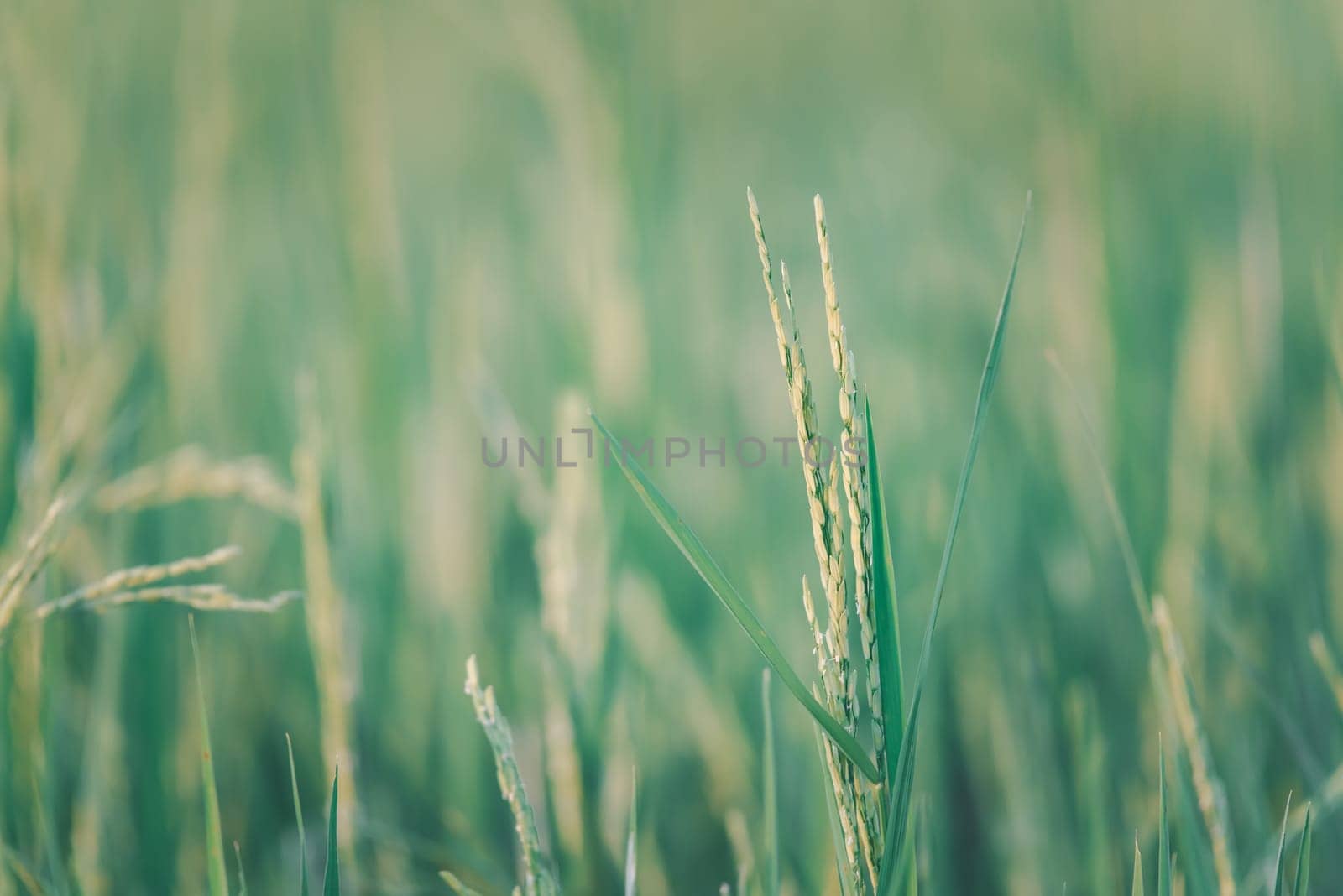 Landscape nature of rice field on rice paddy green color lush growing is a agriculture in asia