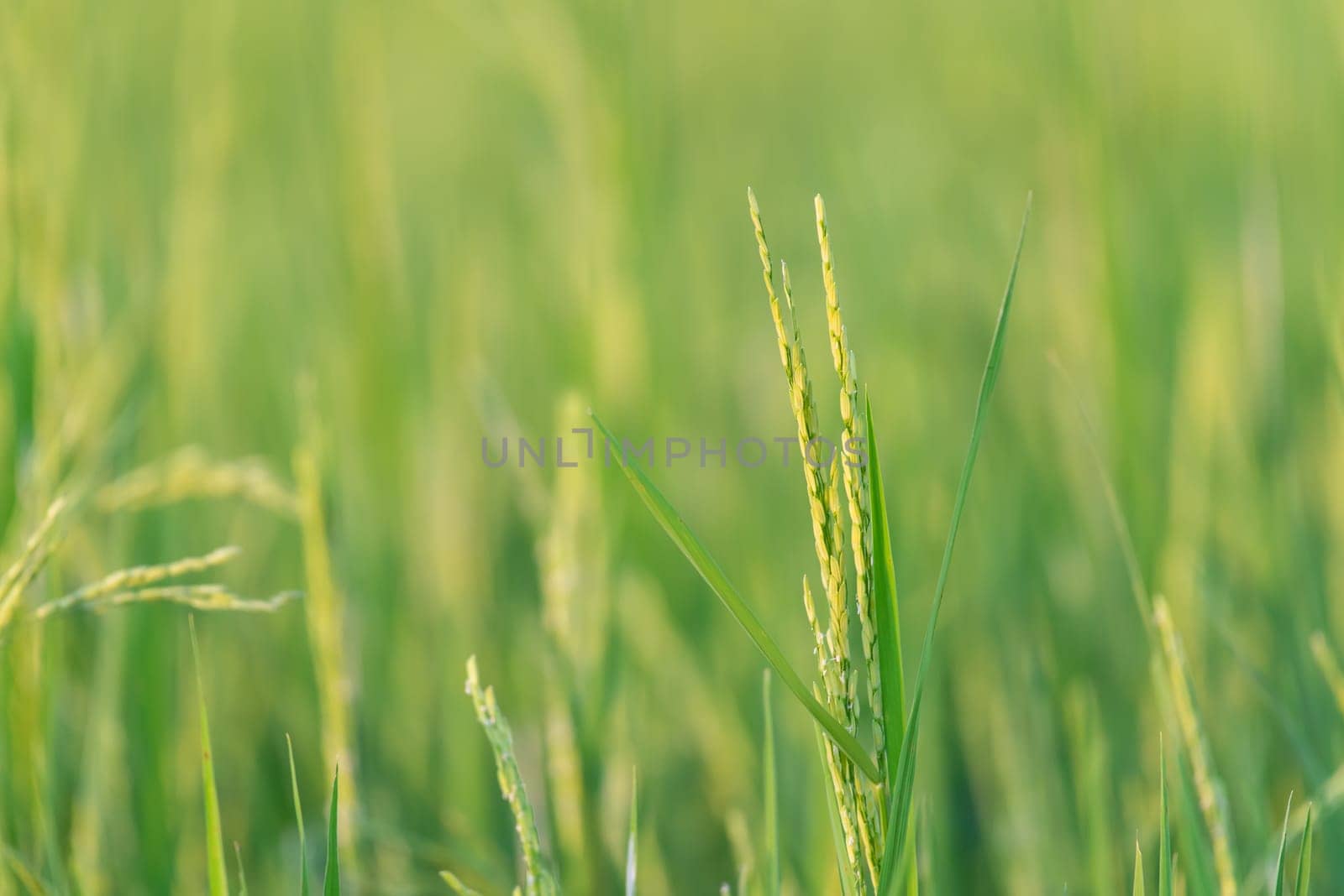 Nature of rice field on rice paddy by PongMoji