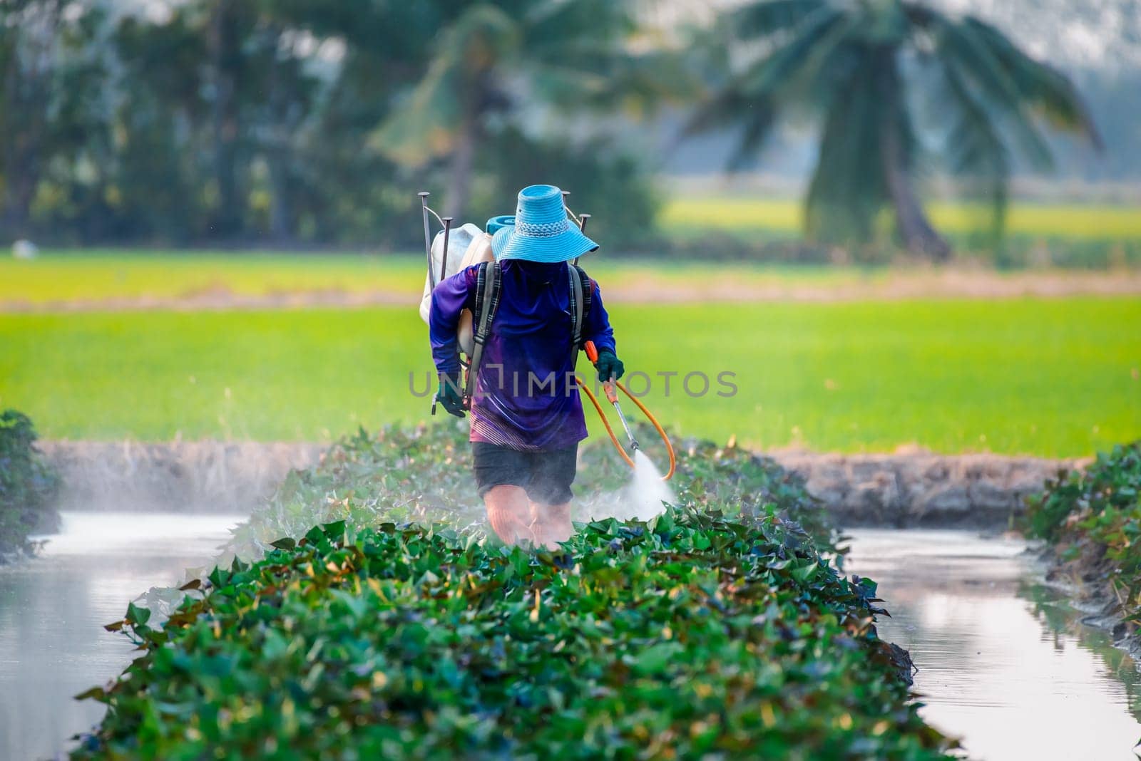 Nature of sweet potatoes plantation or yam farming on rural land green color lush growing is a agriculture in asia