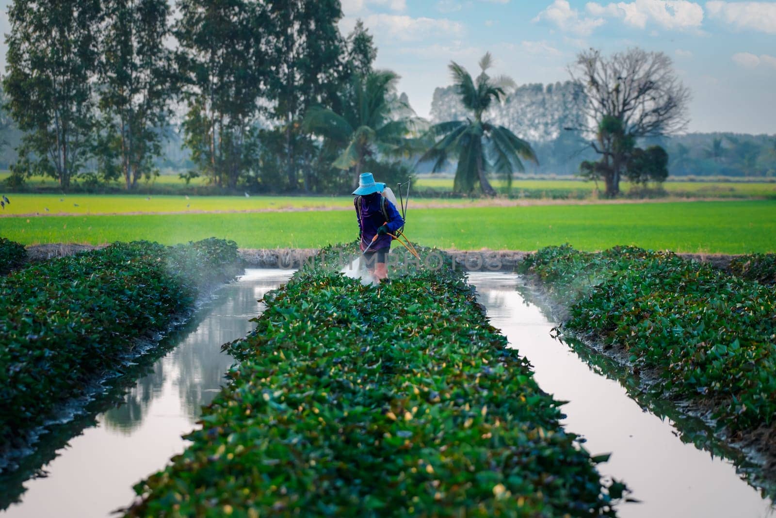 Nature of sweet potatoes plantation, yam farming by PongMoji