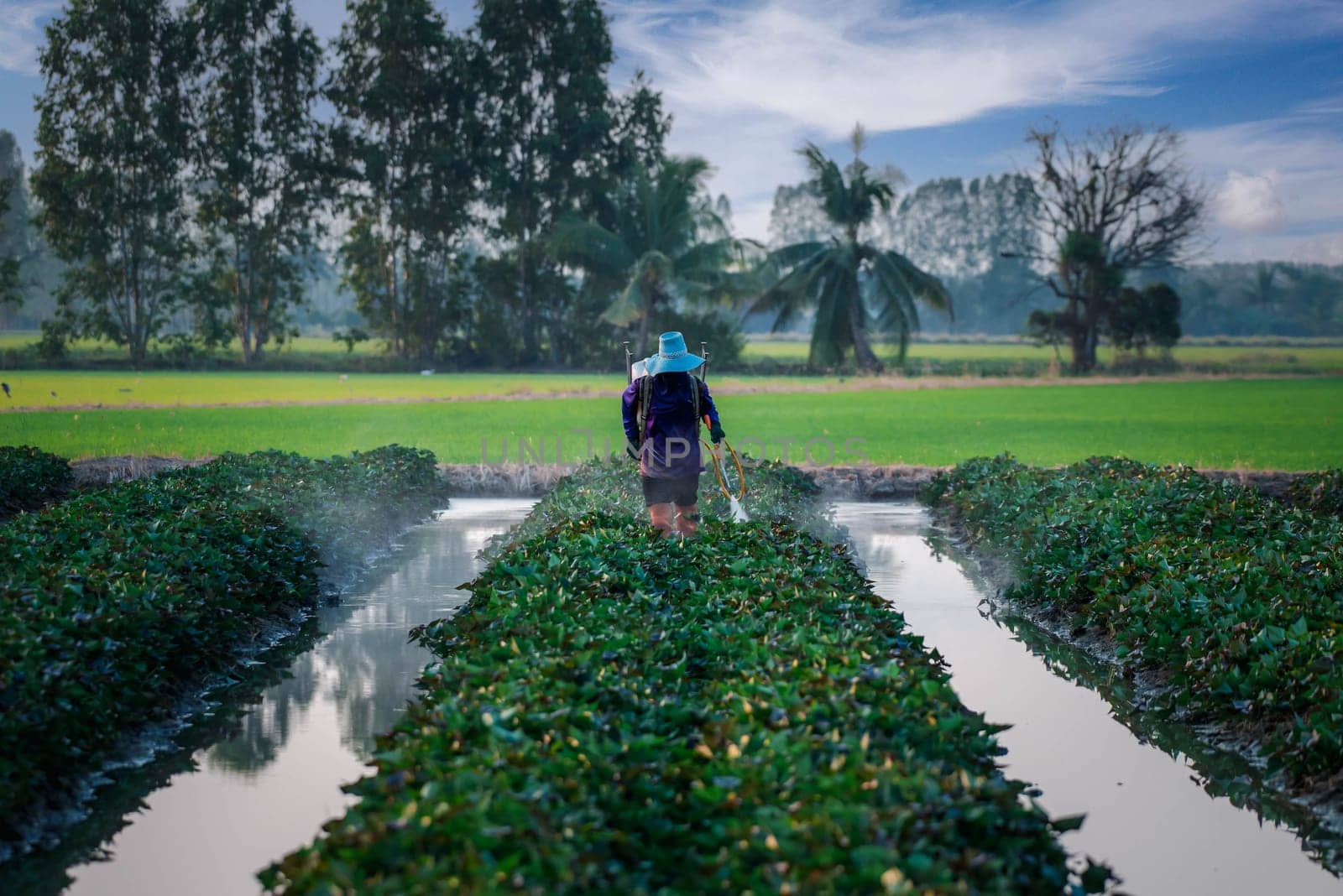 Nature of sweet potatoes plantation or yam farming on rural land green color lush growing is a agriculture in asia