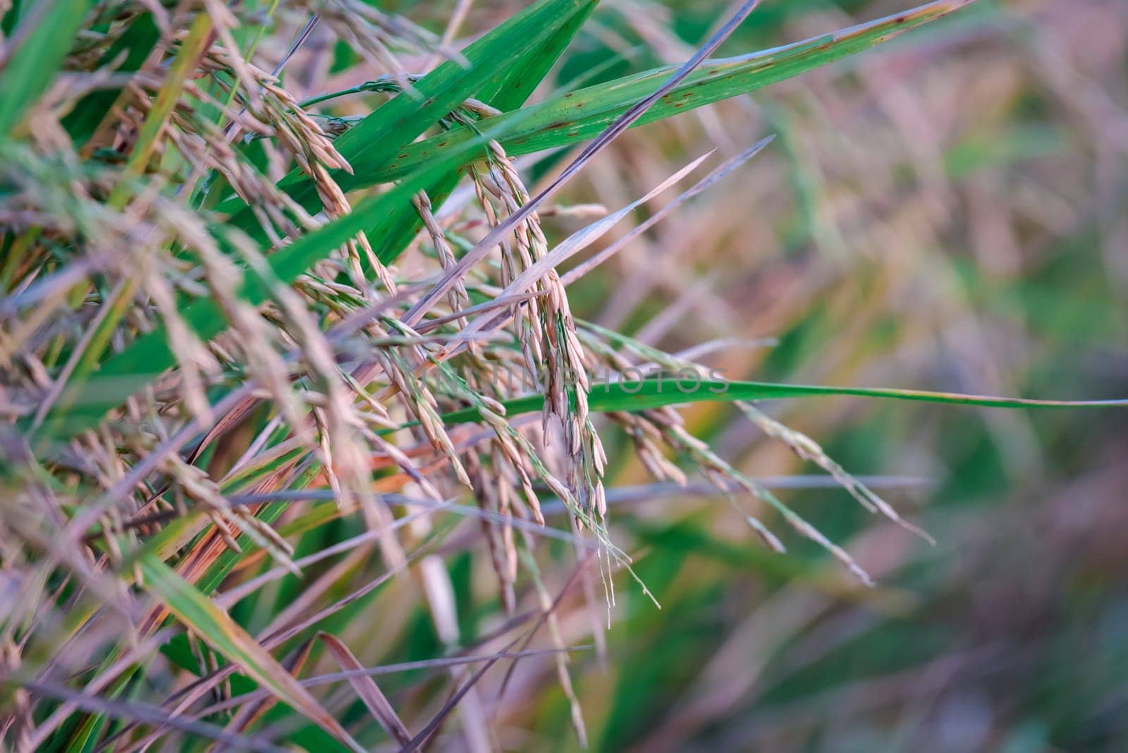 Landscape nature of rice field on rice paddy green color lush growing is a agriculture in asia