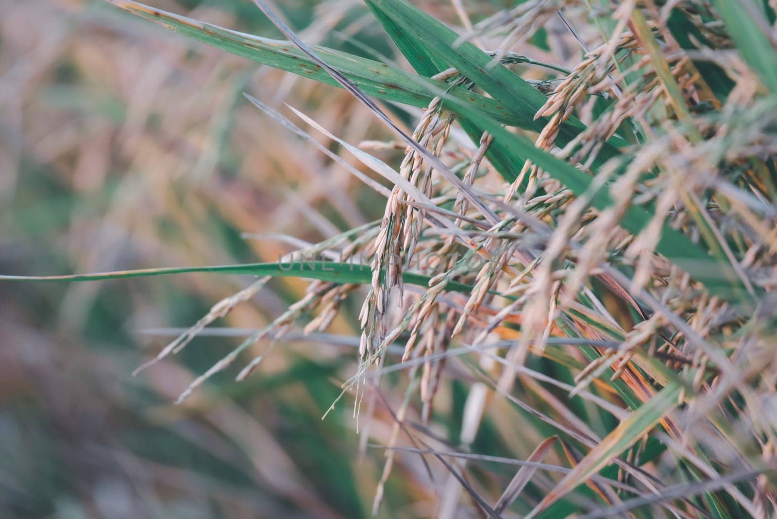 Nature of rice field on rice paddy by PongMoji