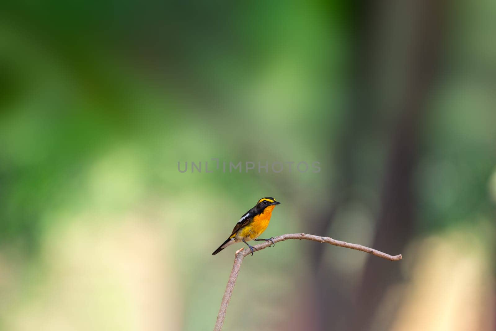 Bird (Narcissus Flycatcher, Ficedula narcissina) male black, orange, orange-yellow color perched on a tree in a nature wild and risk of extinction