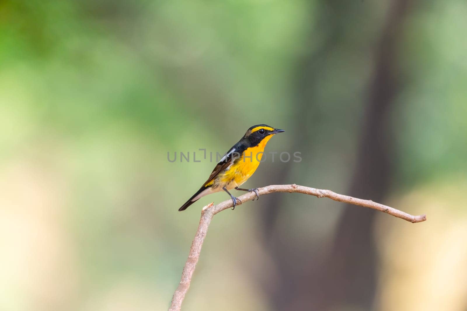 Bird (Narcissus Flycatcher, Ficedula narcissina) male black, orange, orange-yellow color perched on a tree in a nature wild and risk of extinction